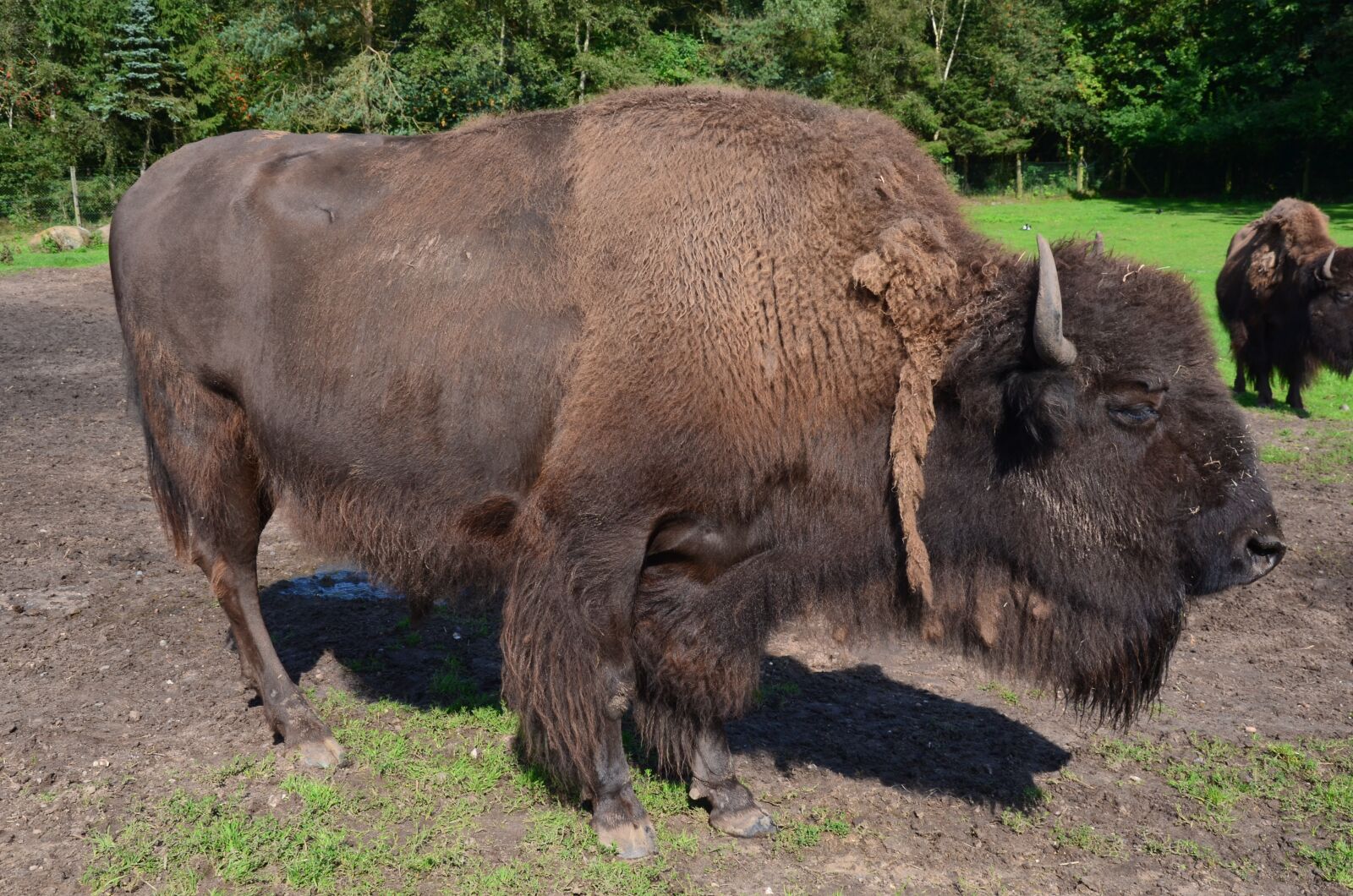 Nikon D5100 sample photo. Buffalo, bison, north america photography