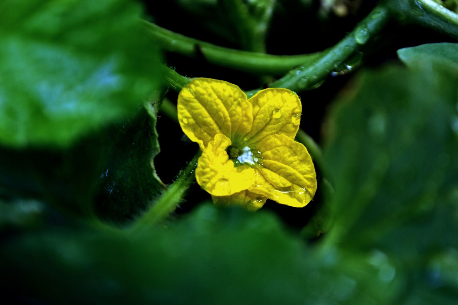 Nikon D3100 sample photo. Flower, nature, landscape photography