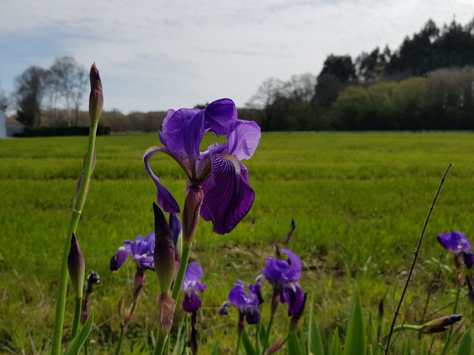 Samsung Galaxy S8 sample photo. Violet, flower, flowers photography
