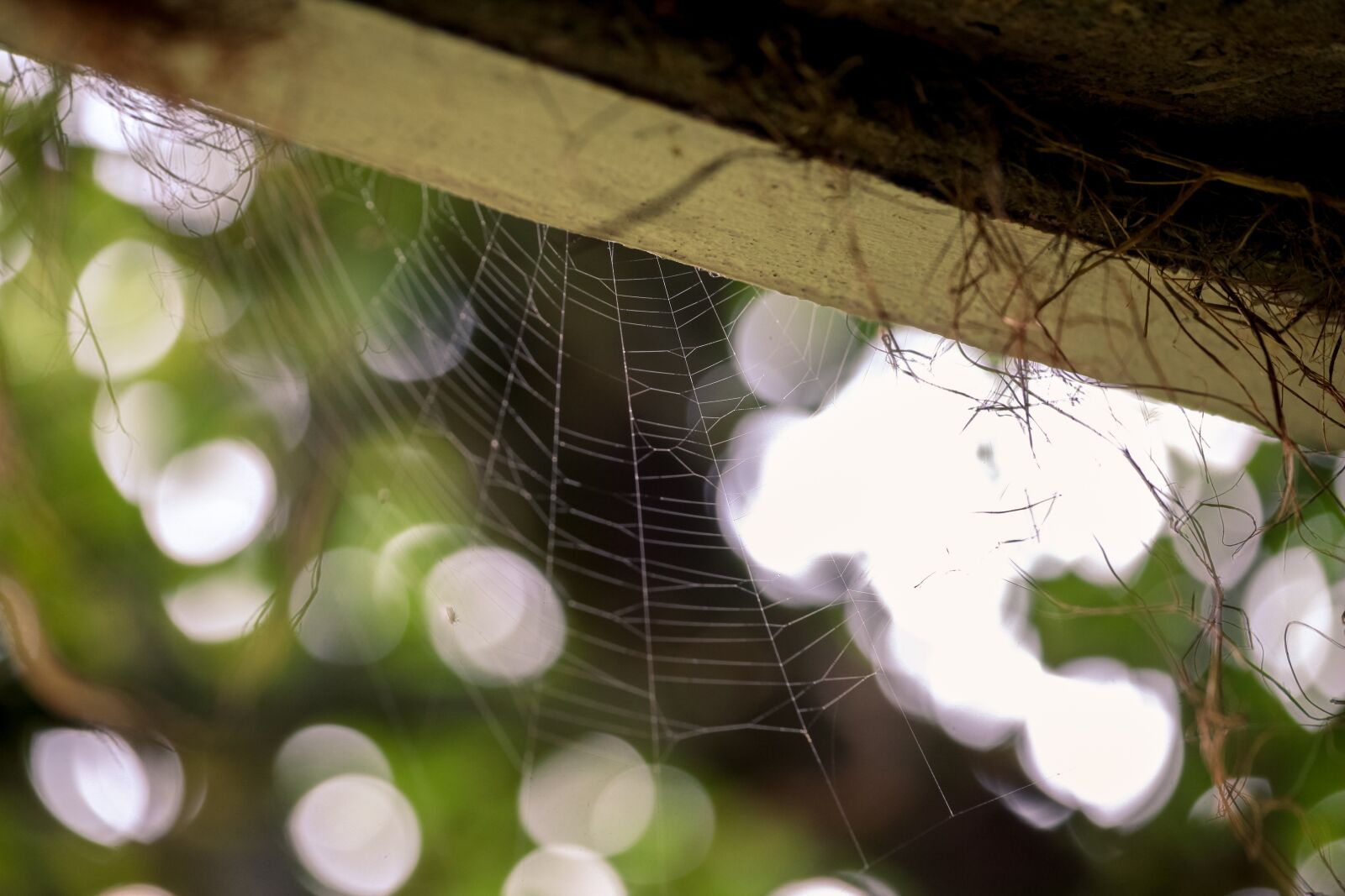 Canon EOS 5D Mark II sample photo. Autumn, spider web, detail photography