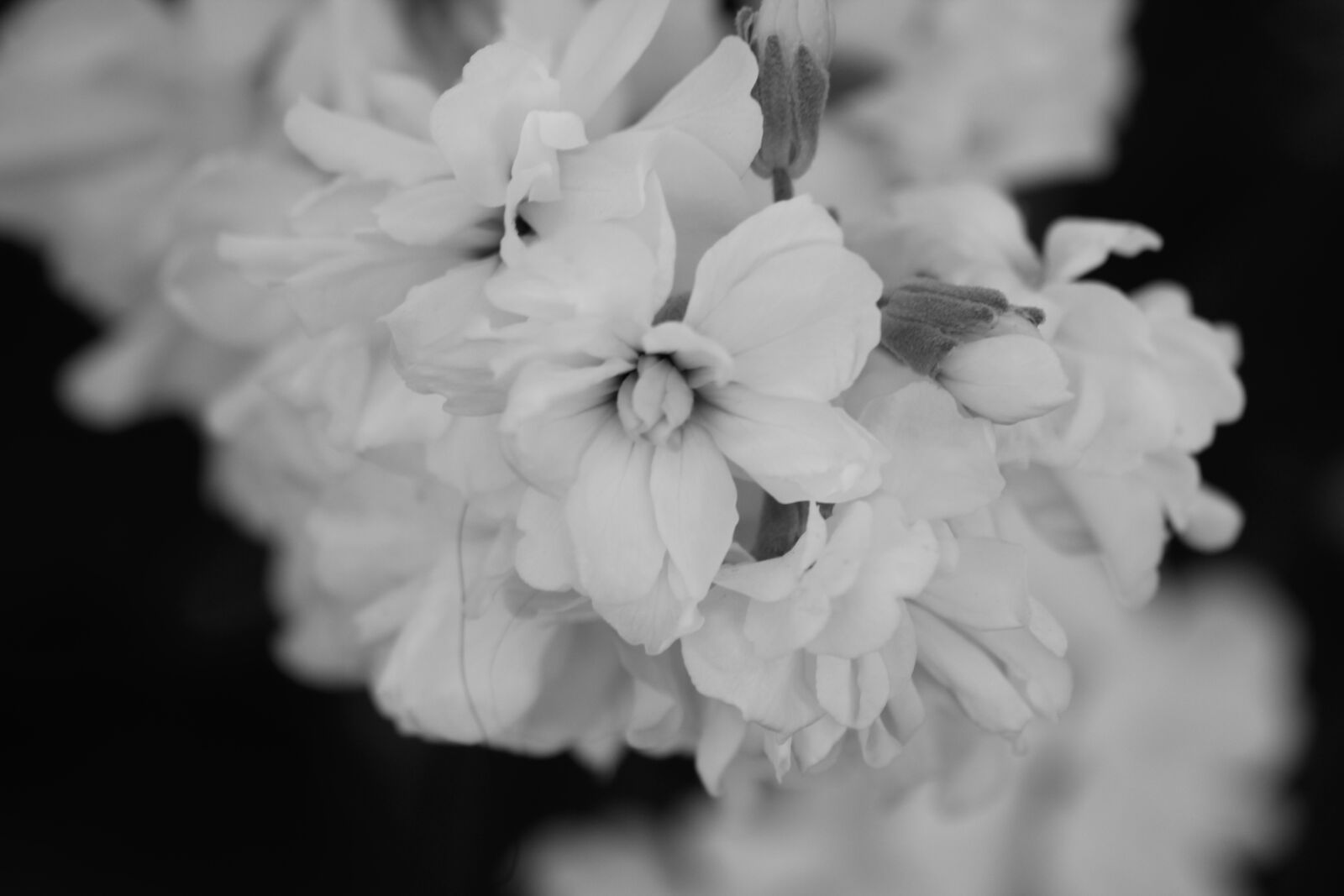Canon EOS 600D (Rebel EOS T3i / EOS Kiss X5) sample photo. Flowers, white, nero photography