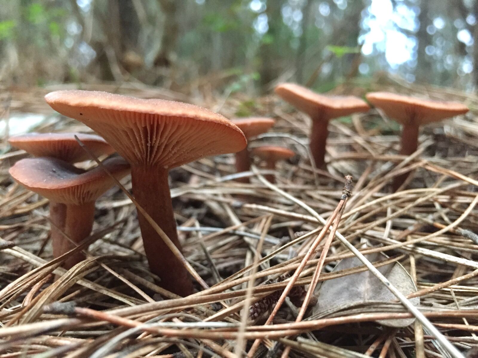 Apple iPhone 6 sample photo. Forest, fungi, green, leaves photography