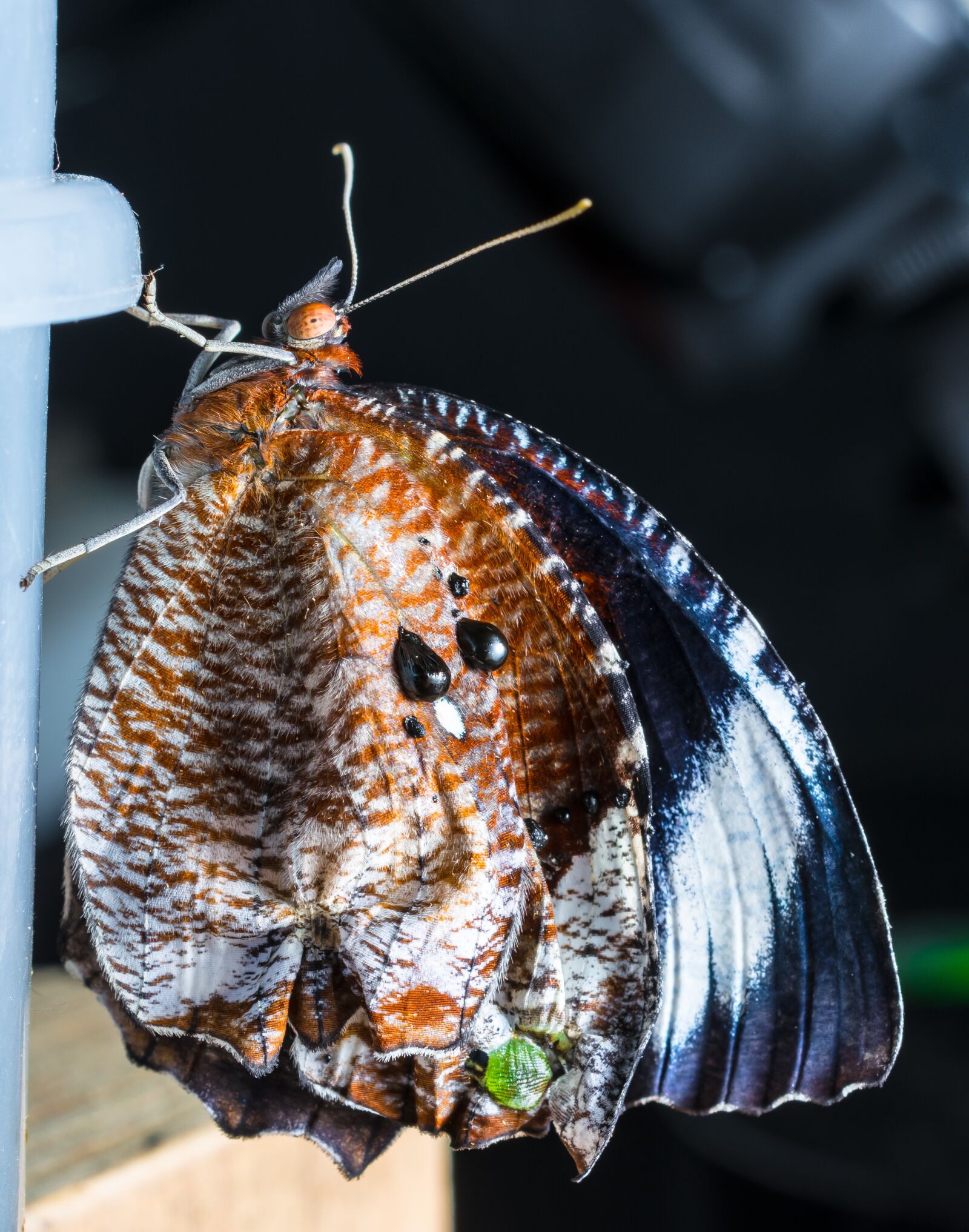 Nikon D5200 sample photo. Butterfly, just hatched, insect photography