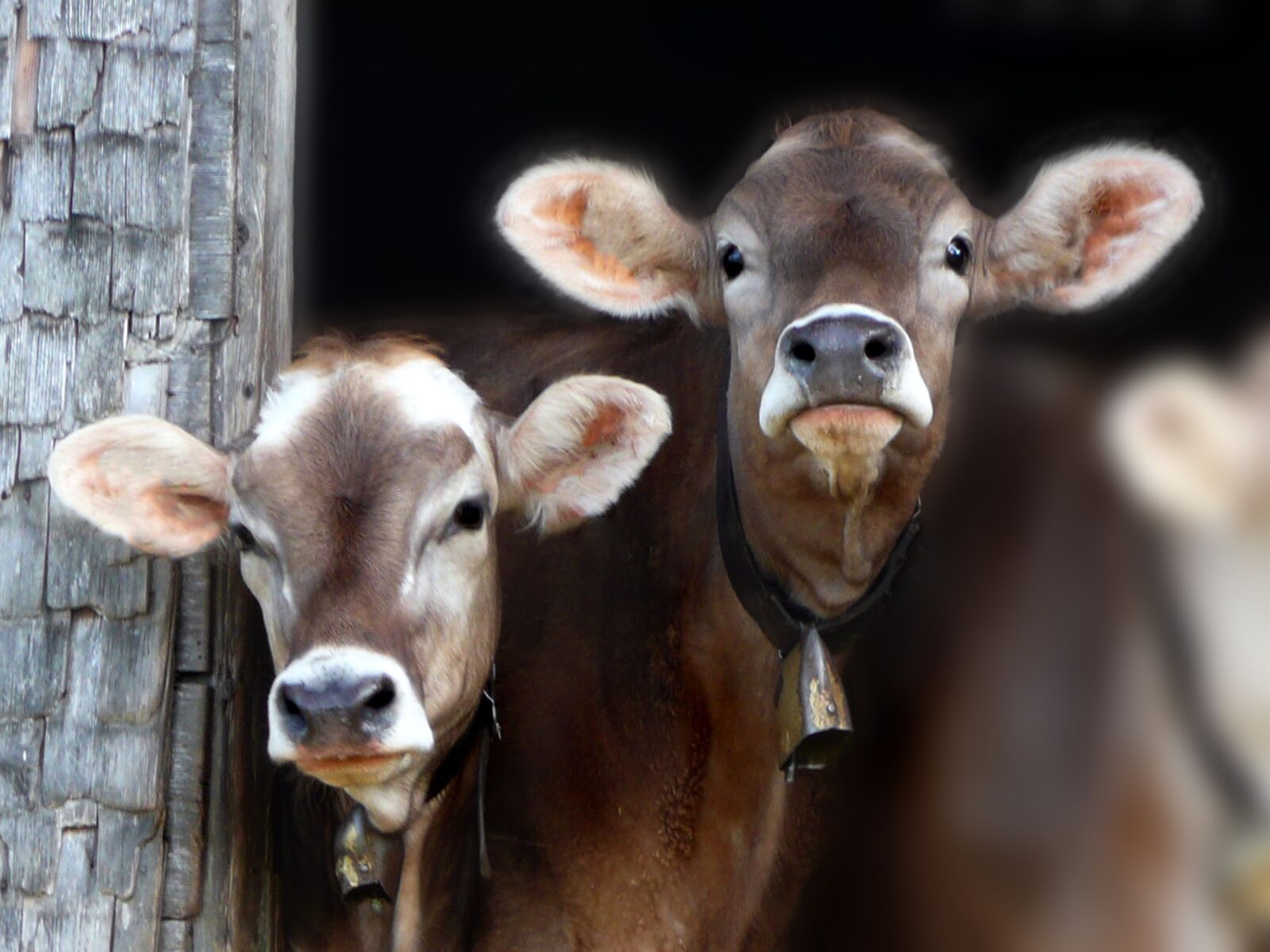Panasonic DMC-TZ3 sample photo. Cows, cattle, farm photography