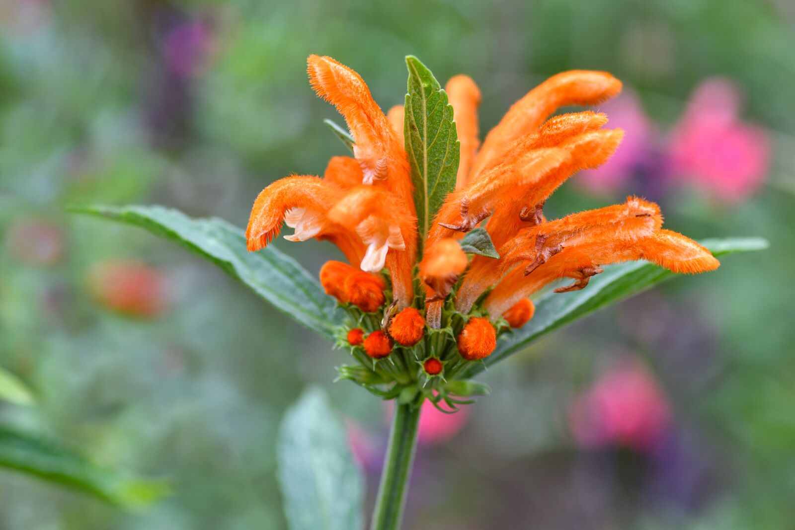 Tokina AT-X Pro 100mm F2.8 Macro sample photo. Flower, lion flower, orange photography