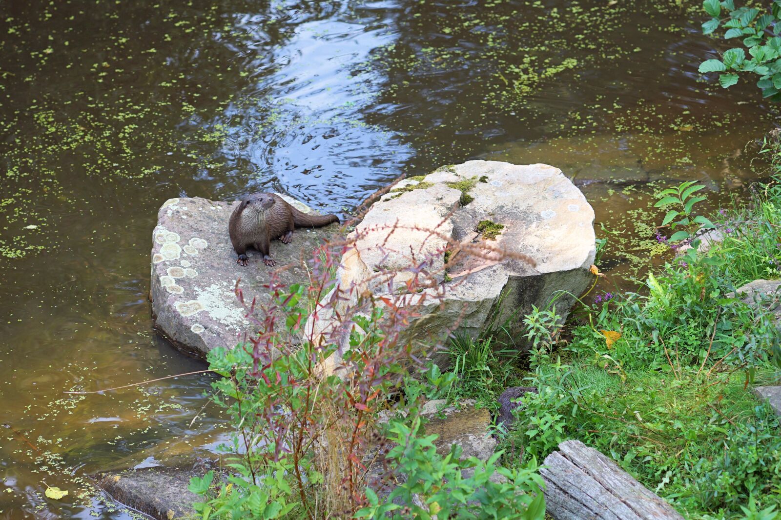 ZEISS Batis 85mm F1.8 sample photo. Otter, water, animal photography