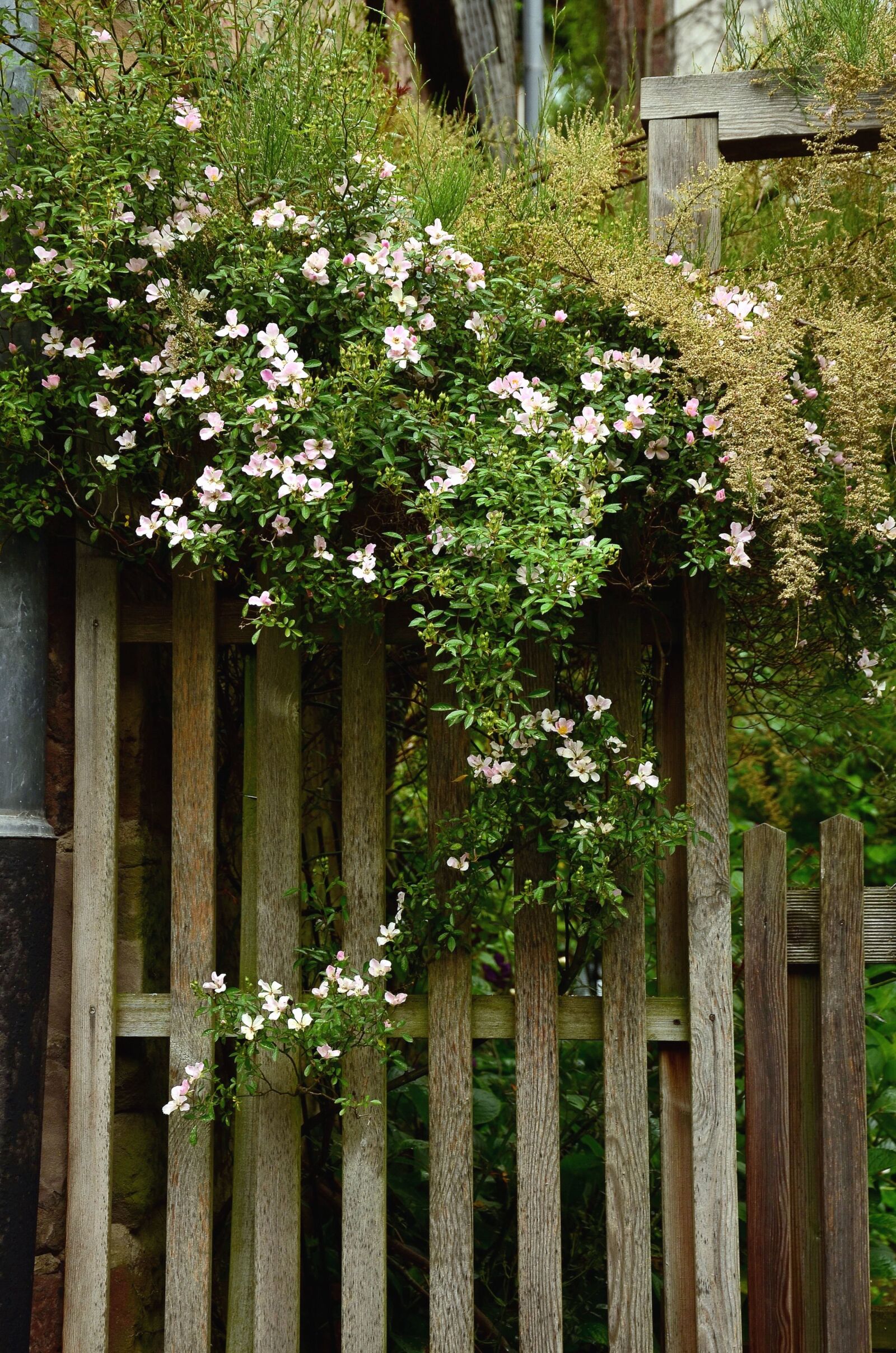 Nikon D5100 sample photo. Wood, fence, flower, leaf photography