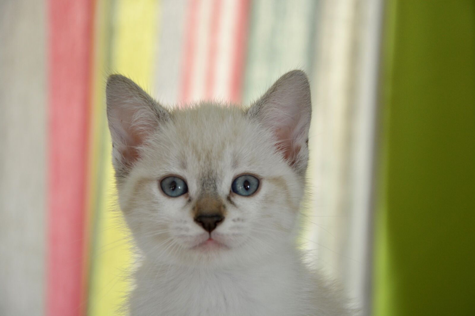 Nikon D5200 sample photo. Cat, head, kitten photography