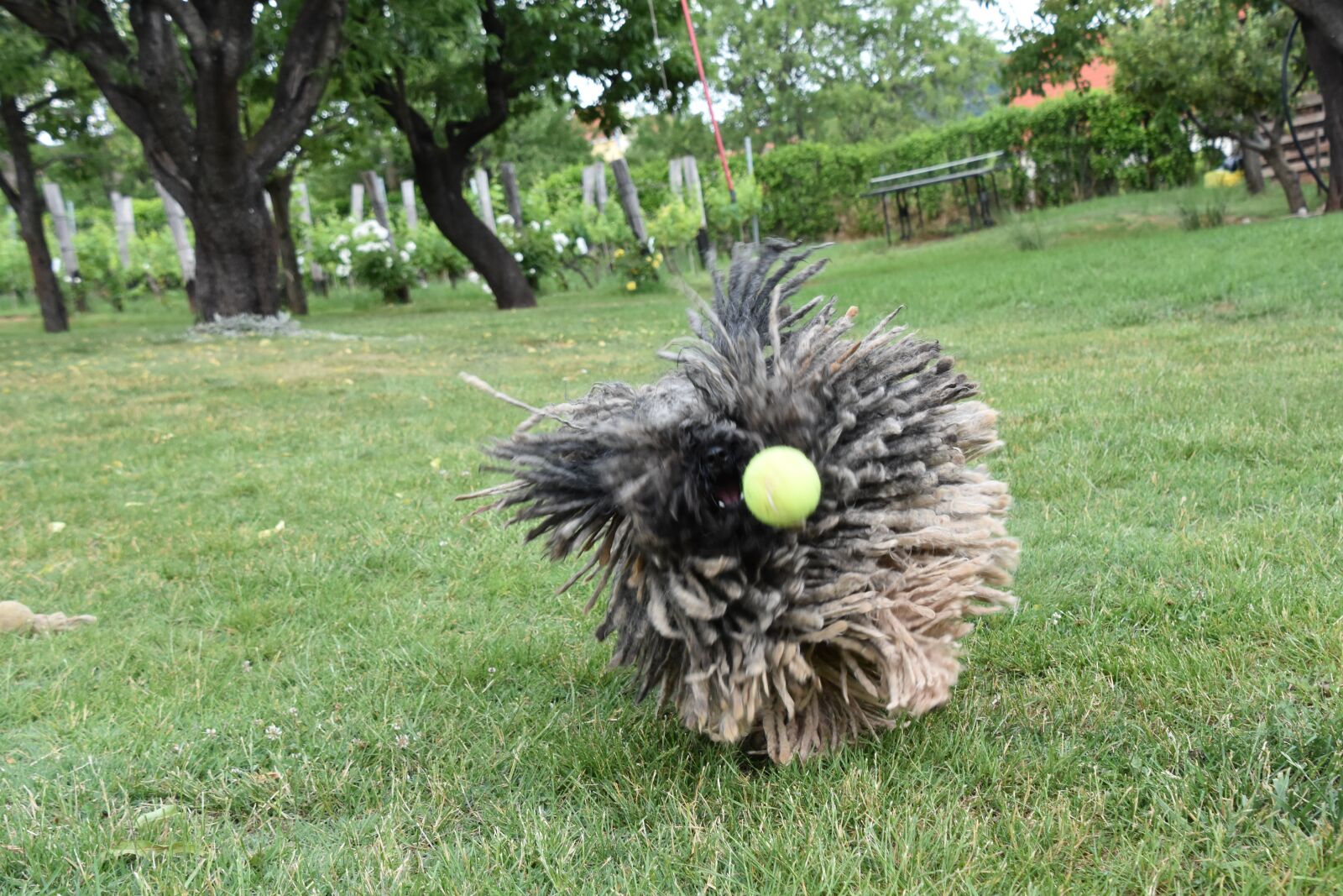 Nikon D7200 sample photo. Puli, dog, hungarian photography