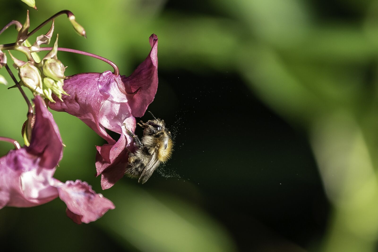 Canon EOS 7D Mark II + Canon EF 70-300mm F4-5.6L IS USM sample photo. Bee, balsam, pollen photography