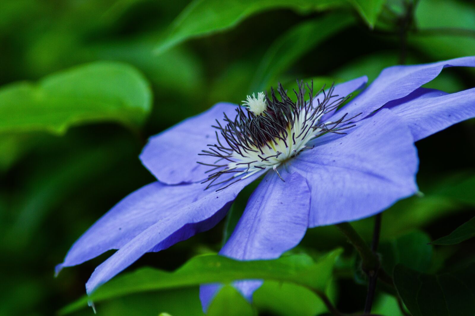 Nikon D3200 sample photo. Nature, flora, flower photography