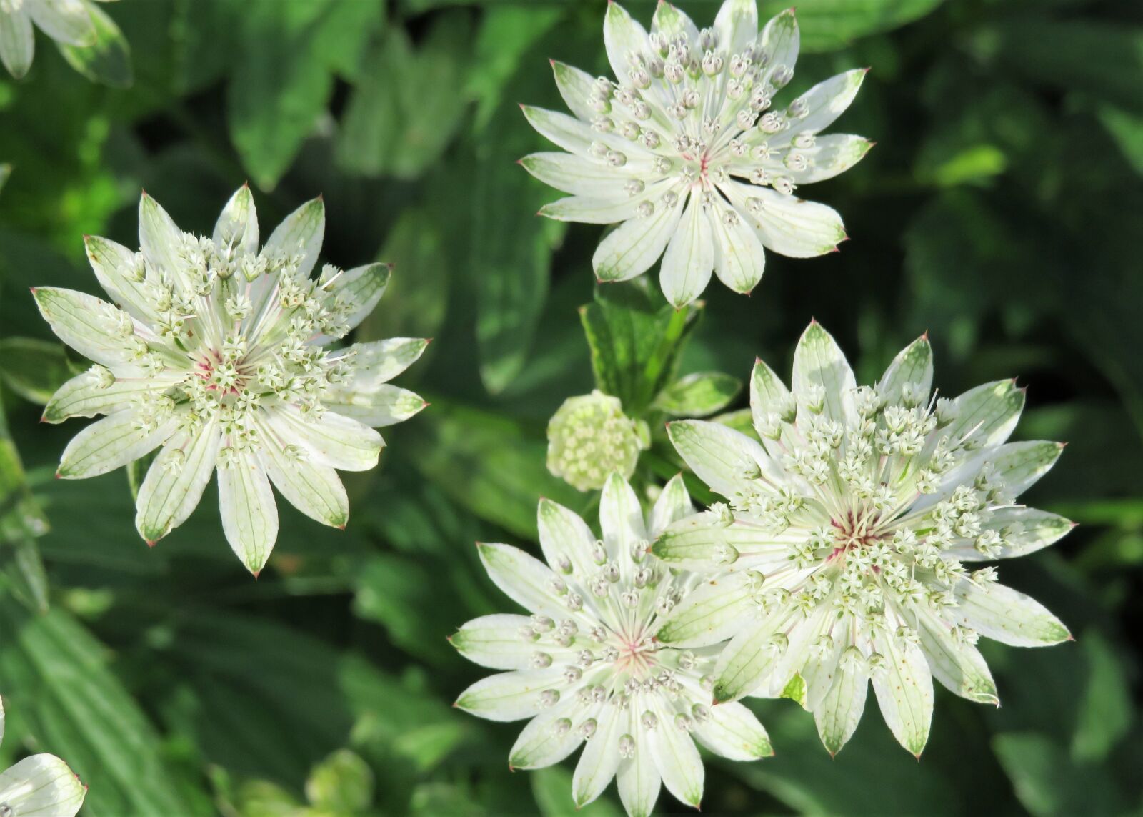Canon PowerShot SX540 HS sample photo. White, flowers, garden photography