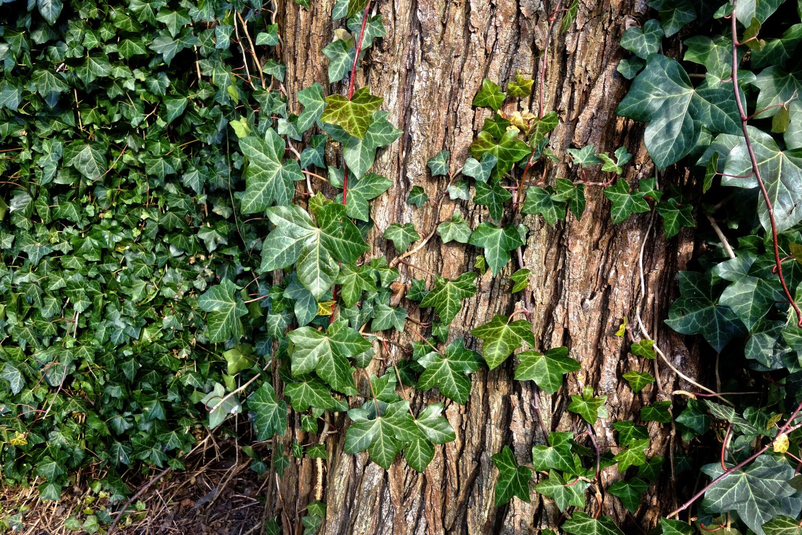 Sony Cyber-shot DSC-RX100 sample photo. Ivy, plant, vine photography