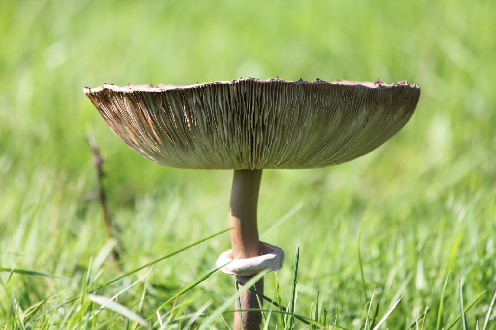 Canon EOS 500D (EOS Rebel T1i / EOS Kiss X3) sample photo. Mushroom, nature, fungi photography