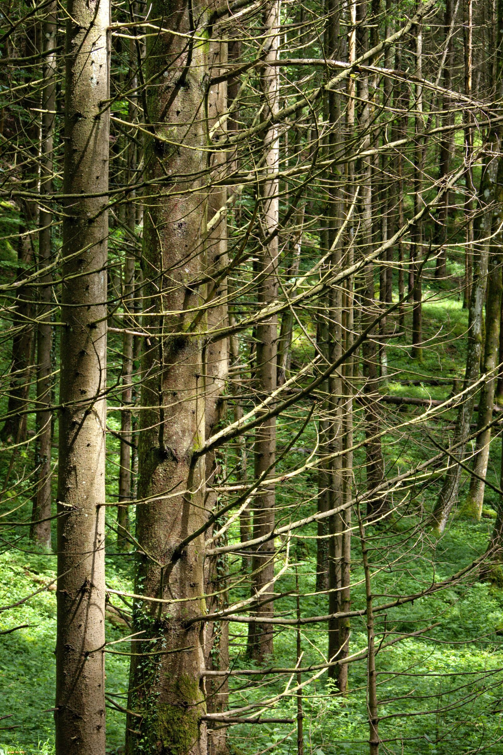 55.0-200.0mm f/4.0-f/5.6 sample photo. Trees, branches, aesthetic photography