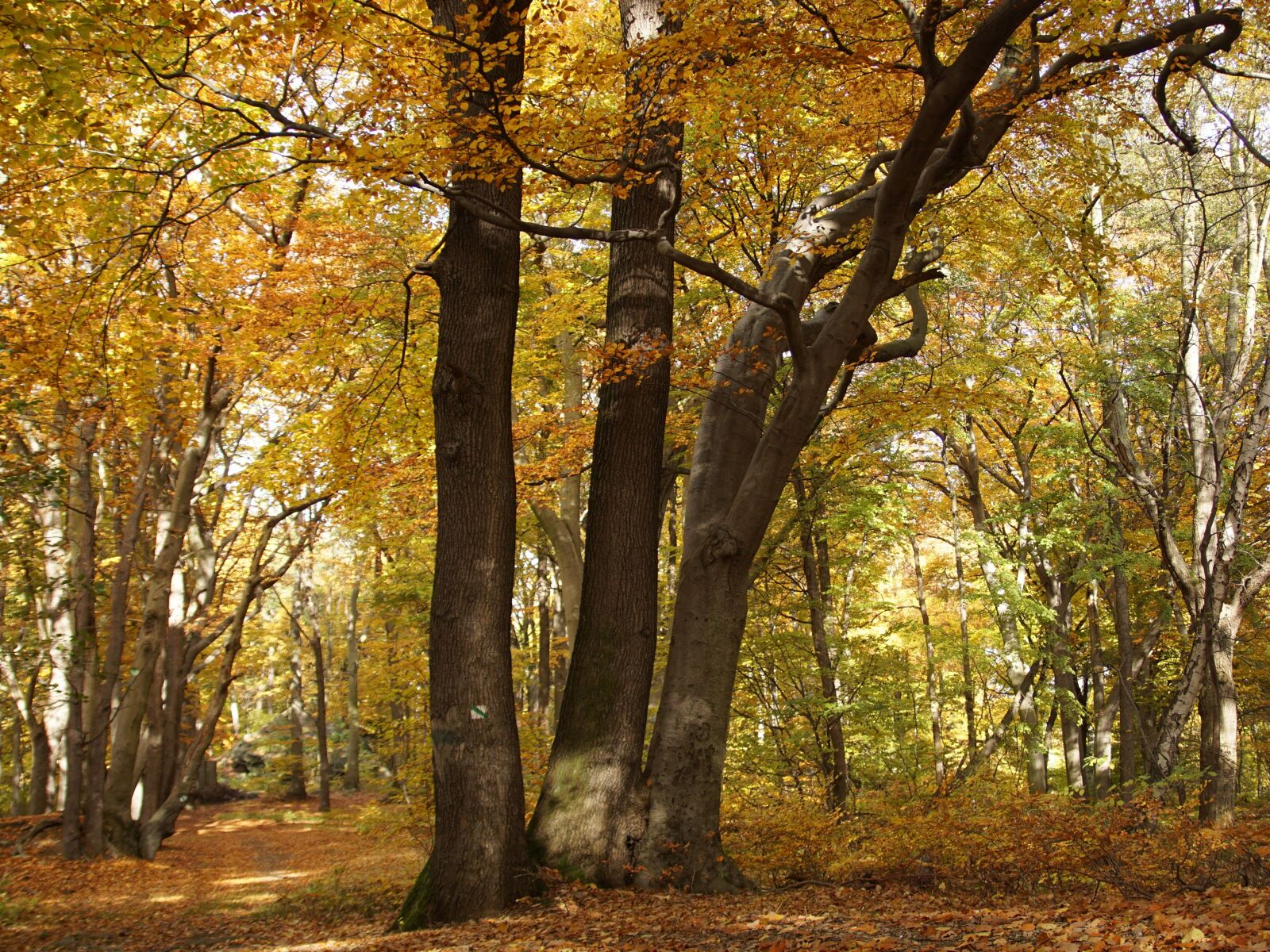 Sony ILCA-77M2 sample photo. Beech forest, beech, forest photography