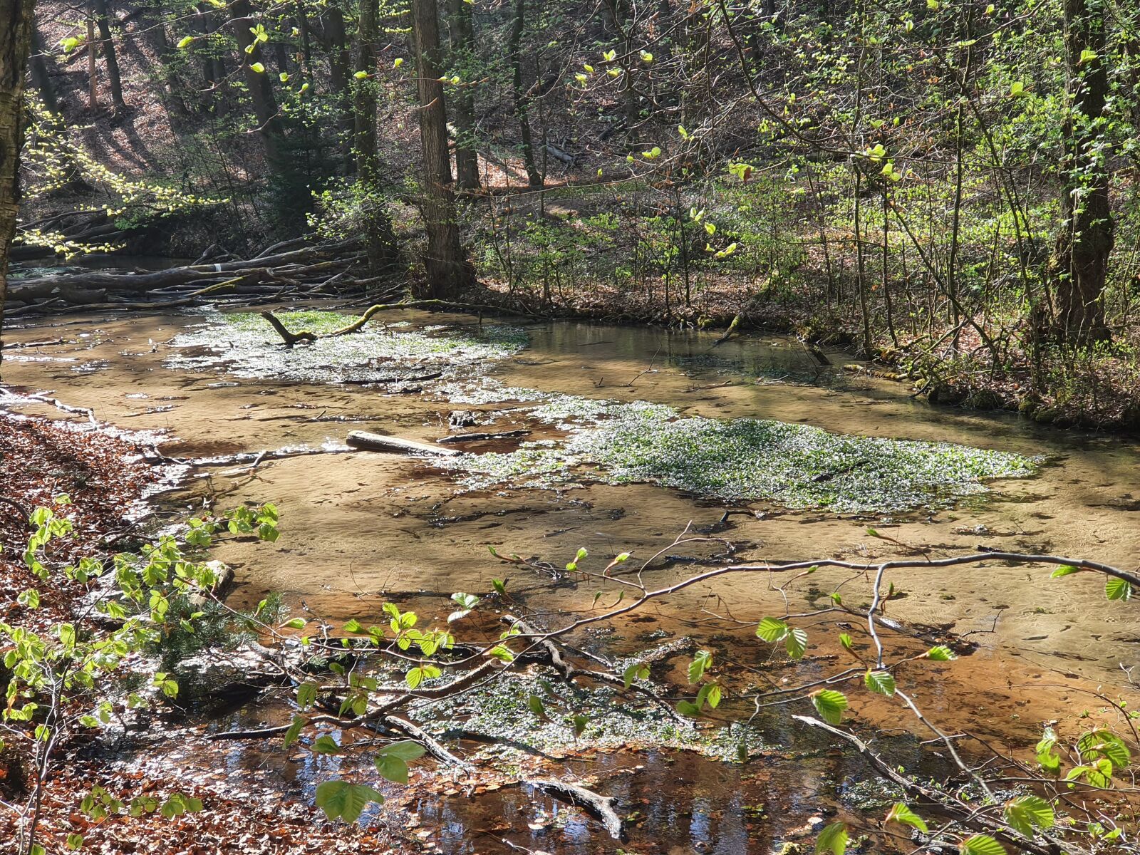 Samsung Galaxy S10 sample photo. Bach, valley, nature photography