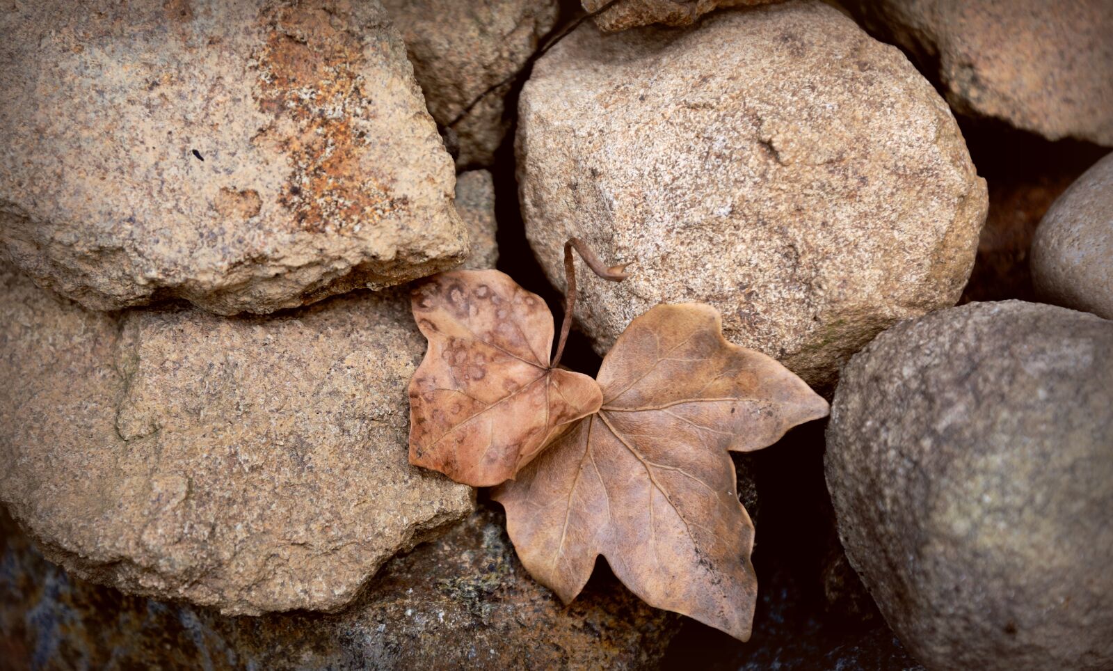 Nikon D610 sample photo. Stones, leaves, withered photography