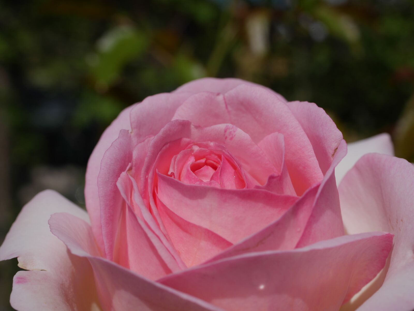 Panasonic DMC-G70 sample photo. Rose, pink, blossom photography