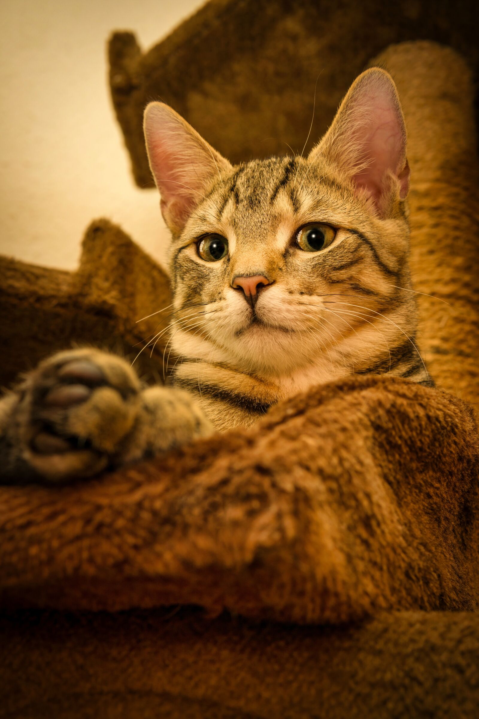 30mm F1.4 DC DN | Contemporary 016 sample photo. Cat, mackerel, lying photography