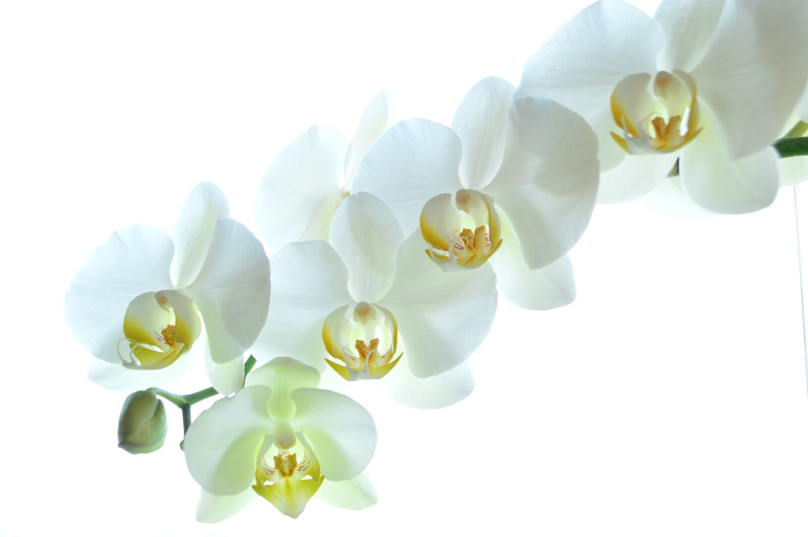 Nikon D3200 sample photo. Orchid, white, flowers photography