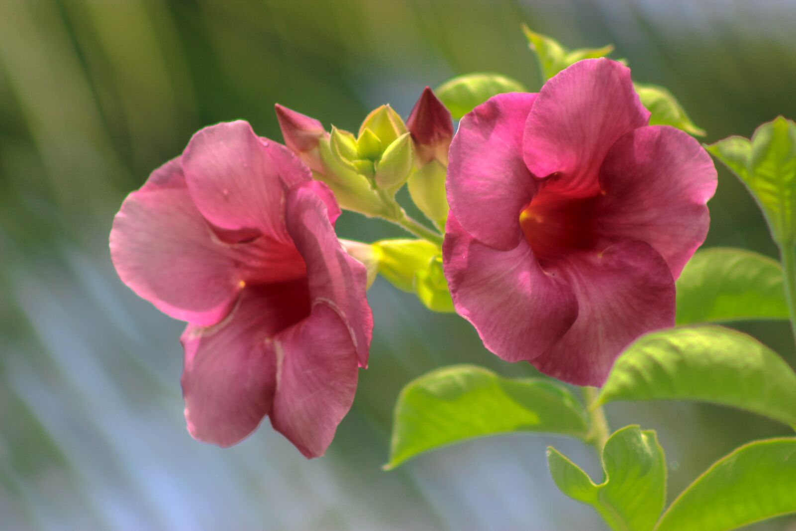 Canon EOS 600D (Rebel EOS T3i / EOS Kiss X5) sample photo. Flower, garden, nature photography