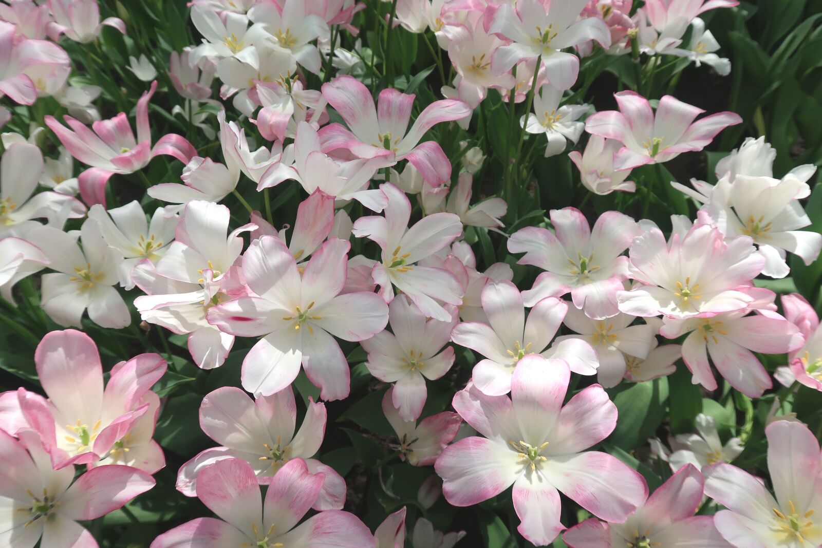 Canon PowerShot G7 X Mark II sample photo. Tulip, romantic, pink photography