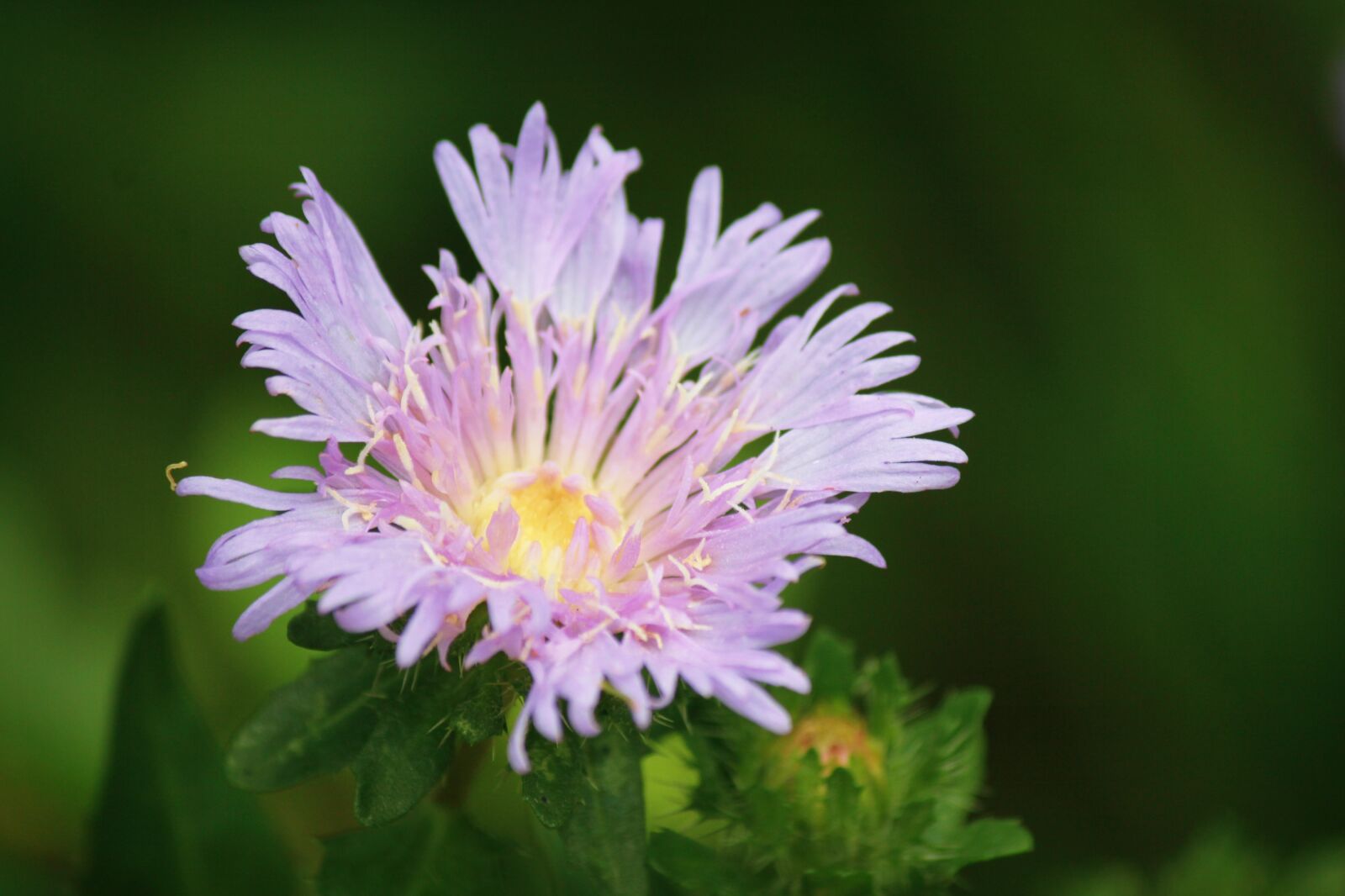 Canon EOS 550D (EOS Rebel T2i / EOS Kiss X4) sample photo. Purple, flower, bloom photography