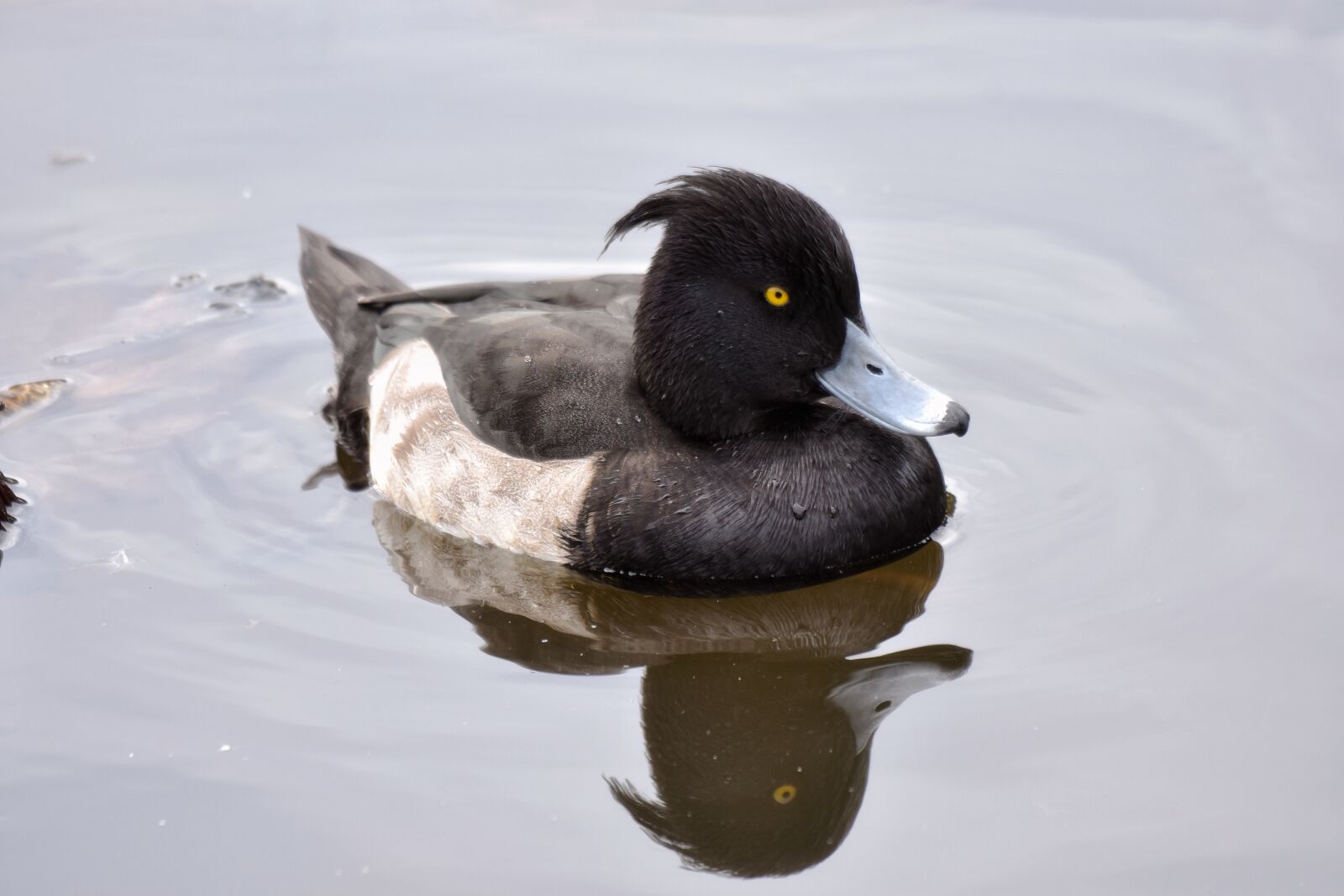 Nikon D7200 sample photo. Animal, pond, bird photography