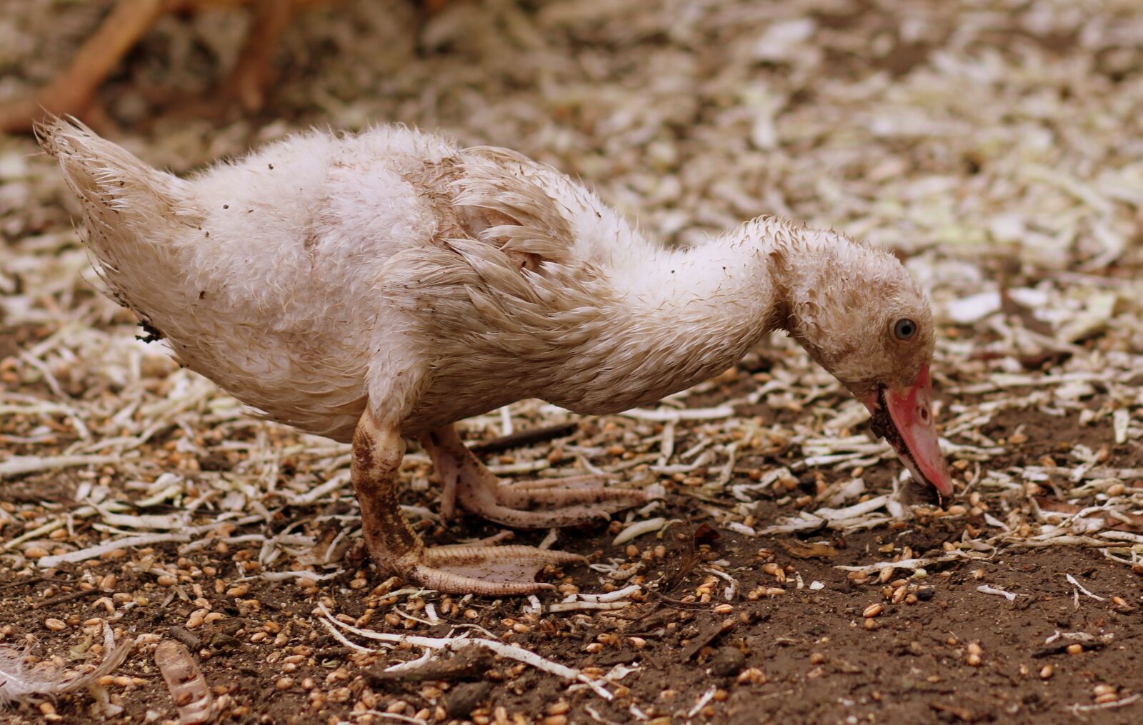 Canon EOS 700D (EOS Rebel T5i / EOS Kiss X7i) + Canon EF 85mm F1.8 USM sample photo. Rate, food, birds photography