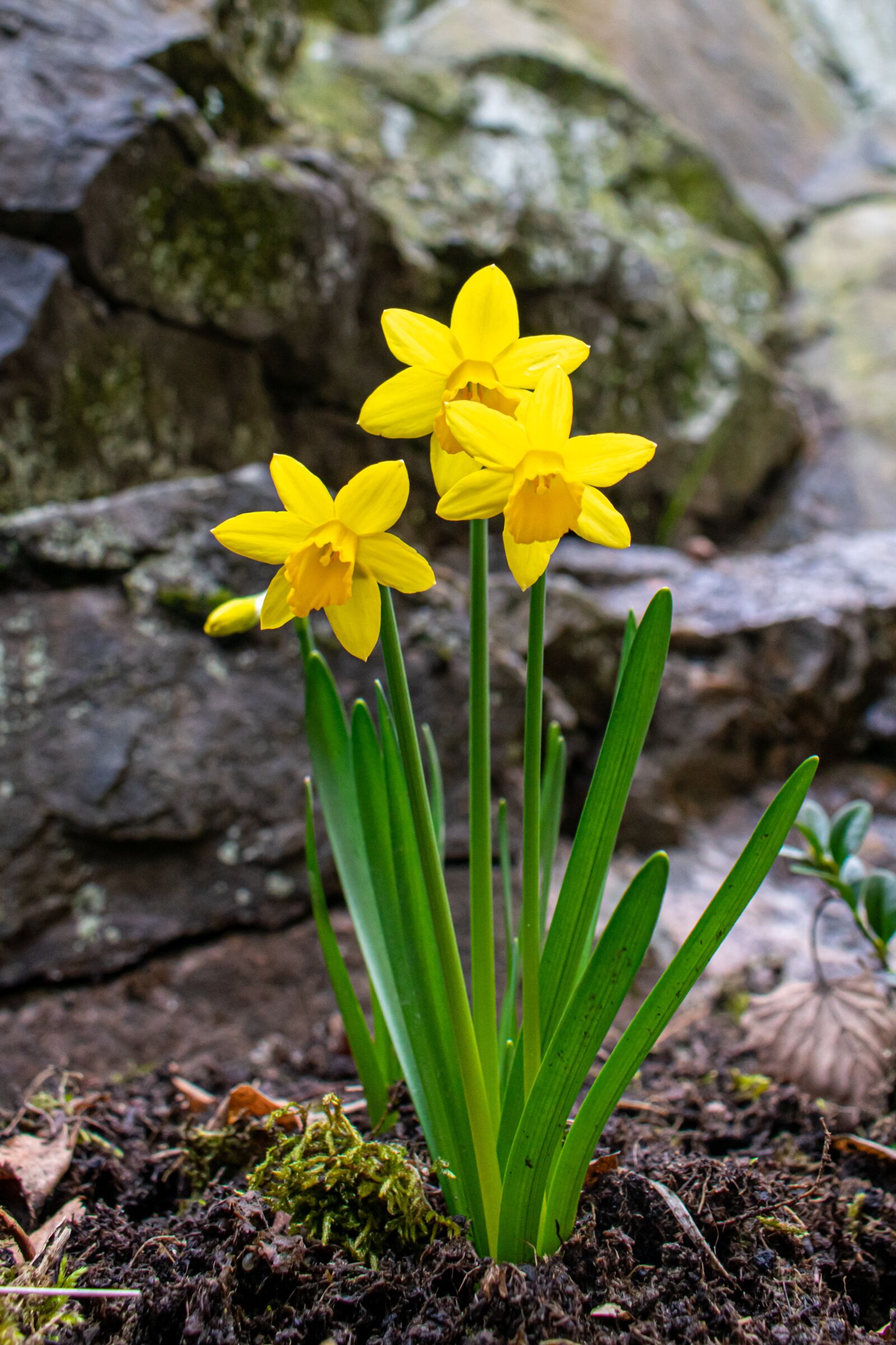 Nikon D5300 sample photo. Daffodils, signs of spring photography