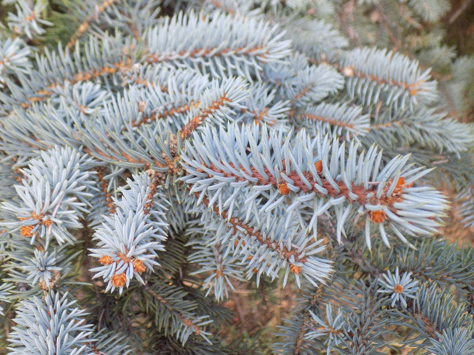 Nikon COOLPIX L330 sample photo. Branch, blue spruce, conifer photography
