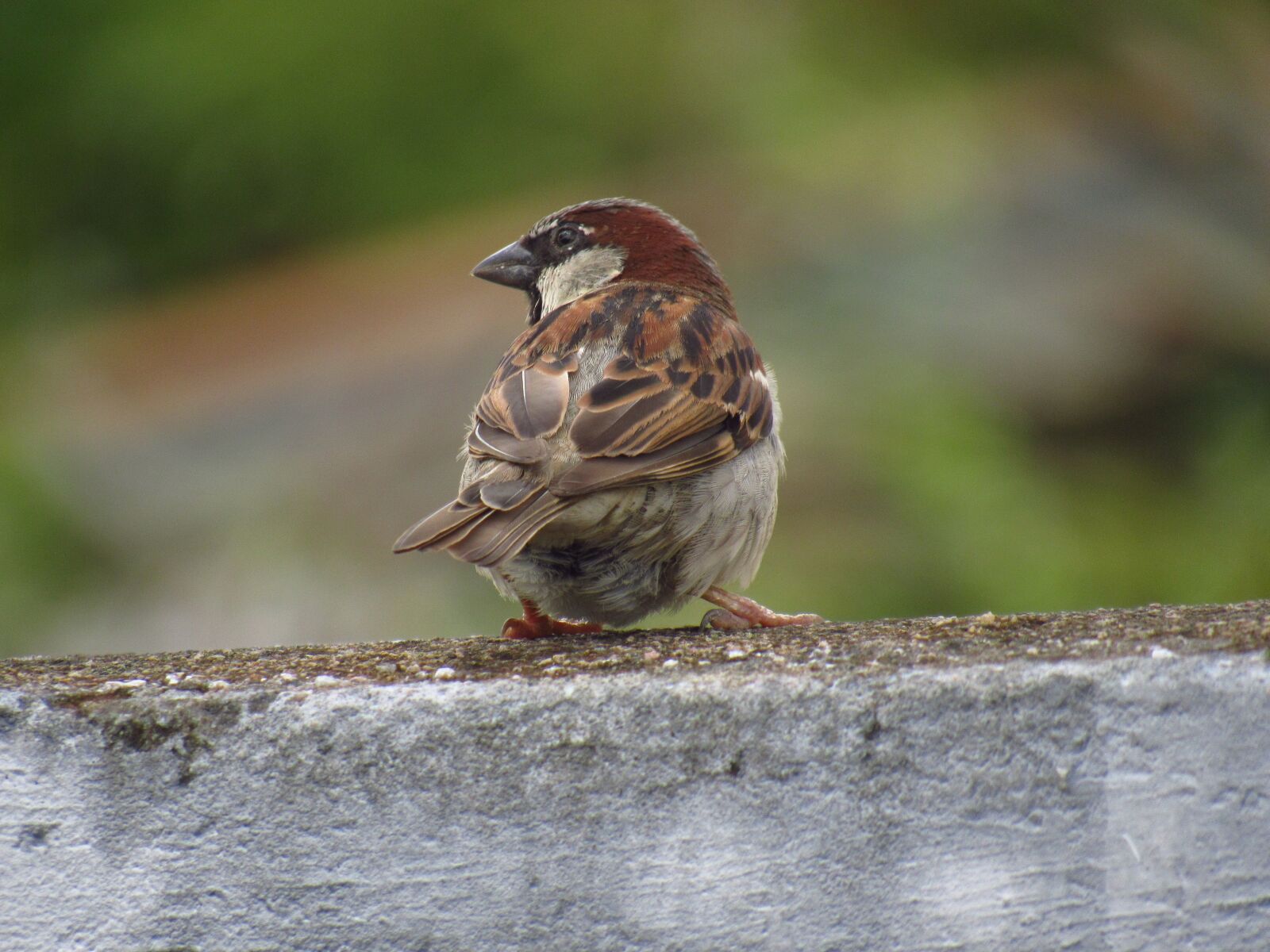 Canon PowerShot SX530 HS sample photo. Bird, sparrow, feathers photography