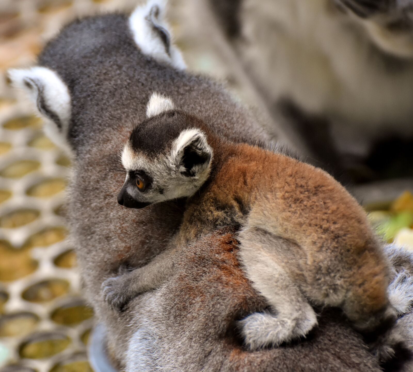 Nikon D7200 sample photo. Lemur, ape, mother photography