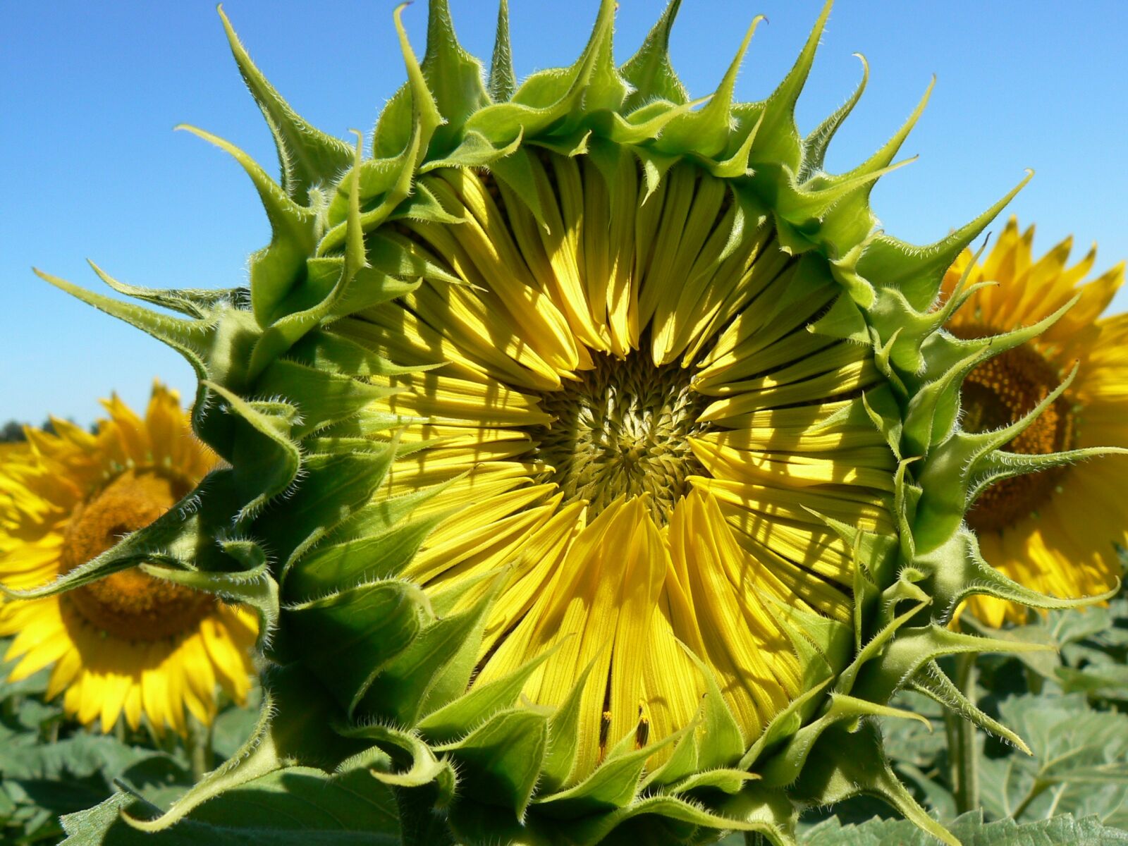 Panasonic DMC-FZ7 sample photo. Sunflower, summer, pollen photography