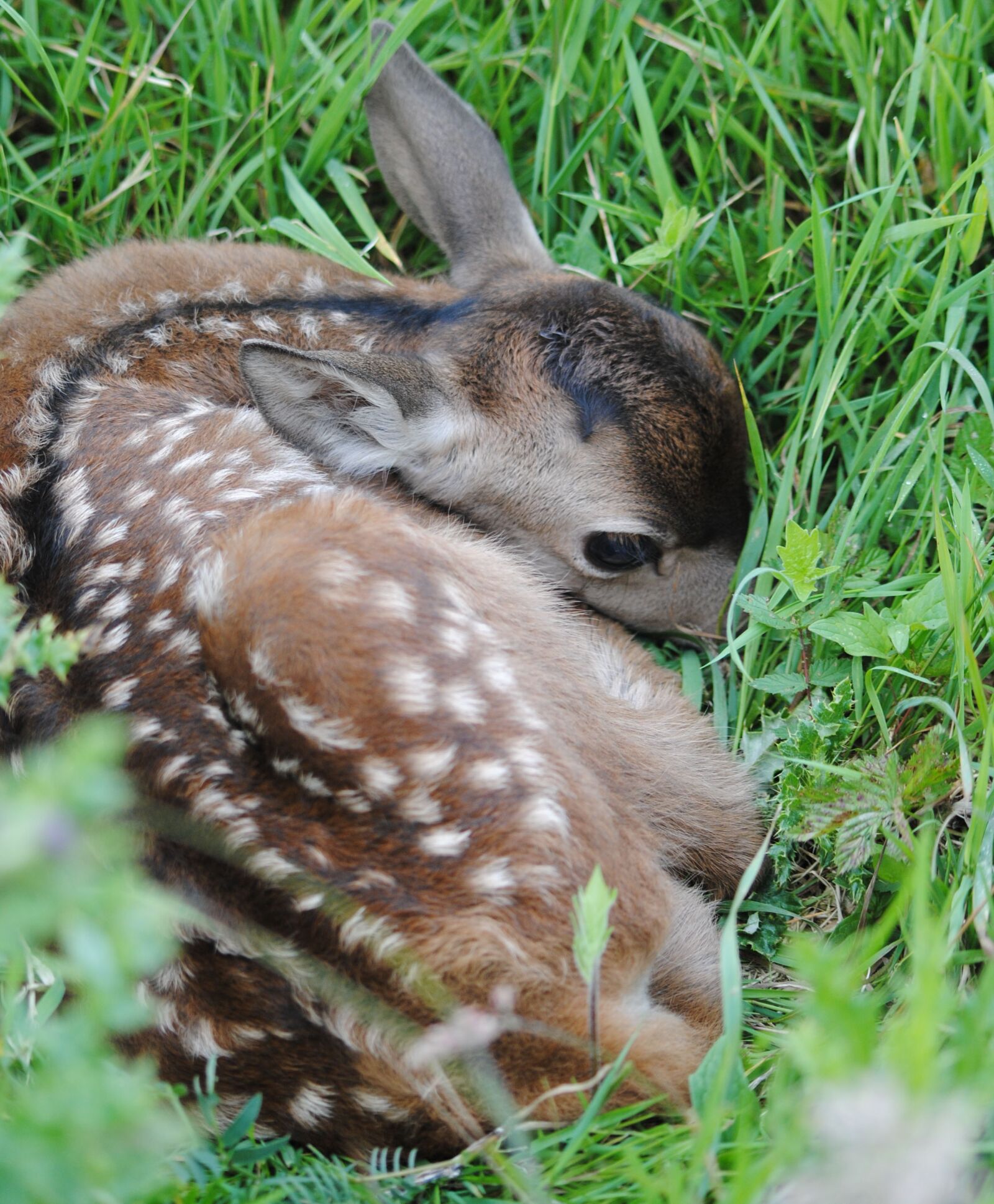 Nikon D3000 sample photo. Young, red, deer photography