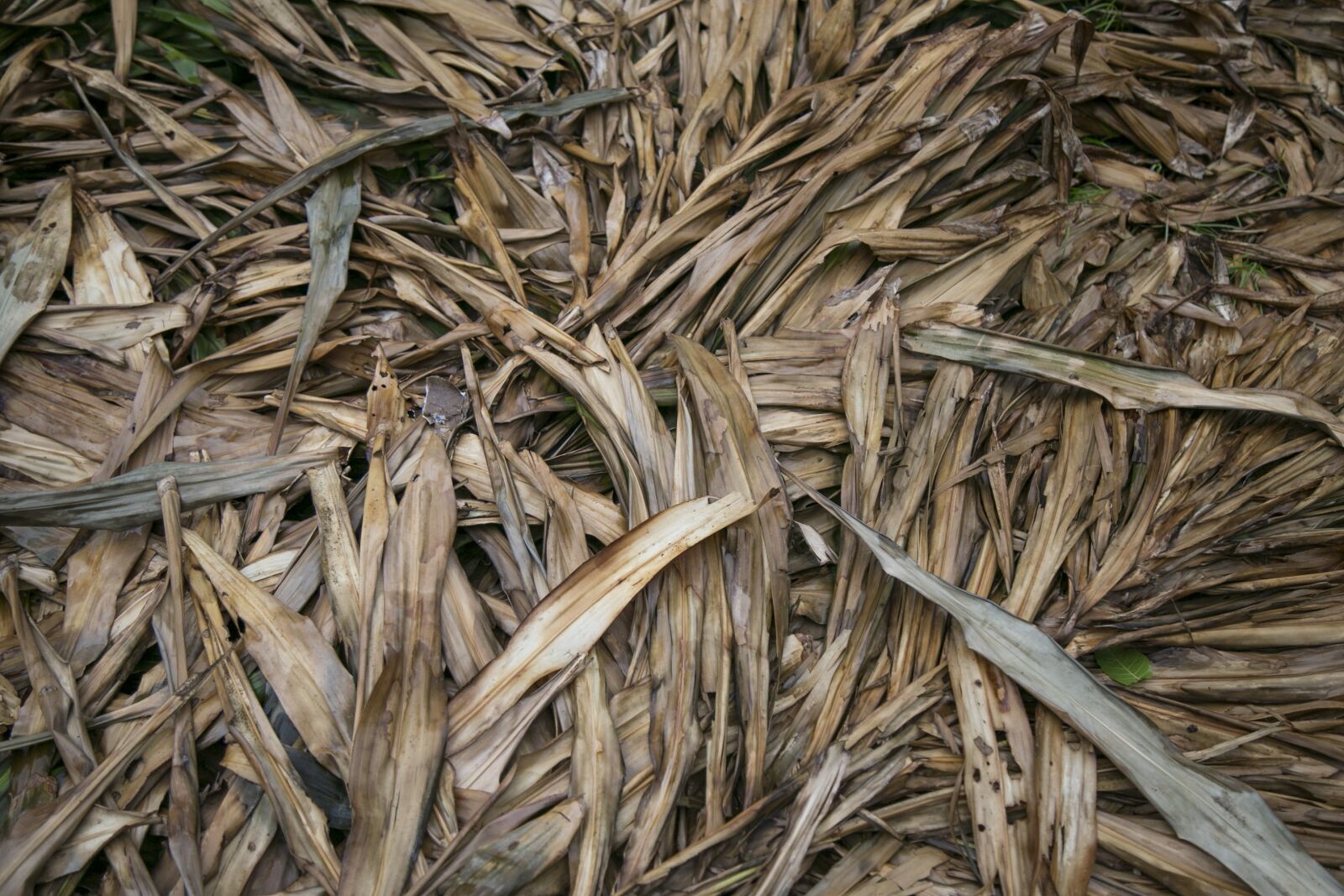 Canon EF 24-105mm F4L IS USM sample photo. Dry leaf, pine, rainforest photography