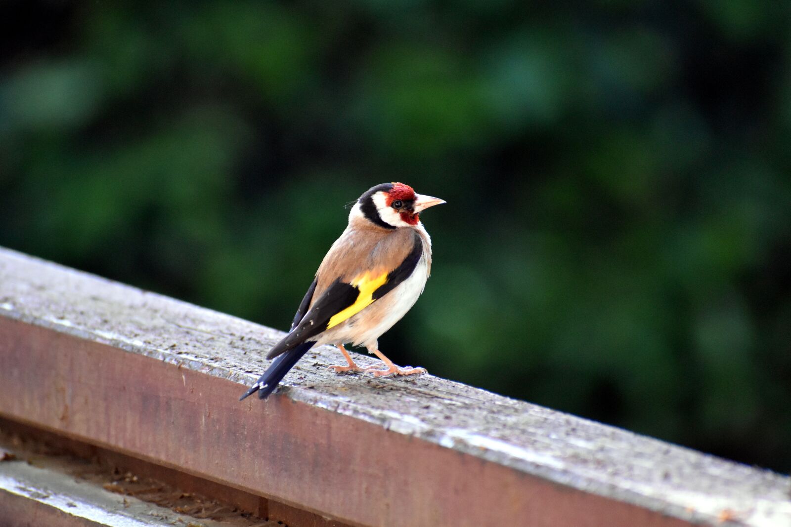 Nikon D3500 sample photo. Stieglitz, goldfinch, wild bird photography
