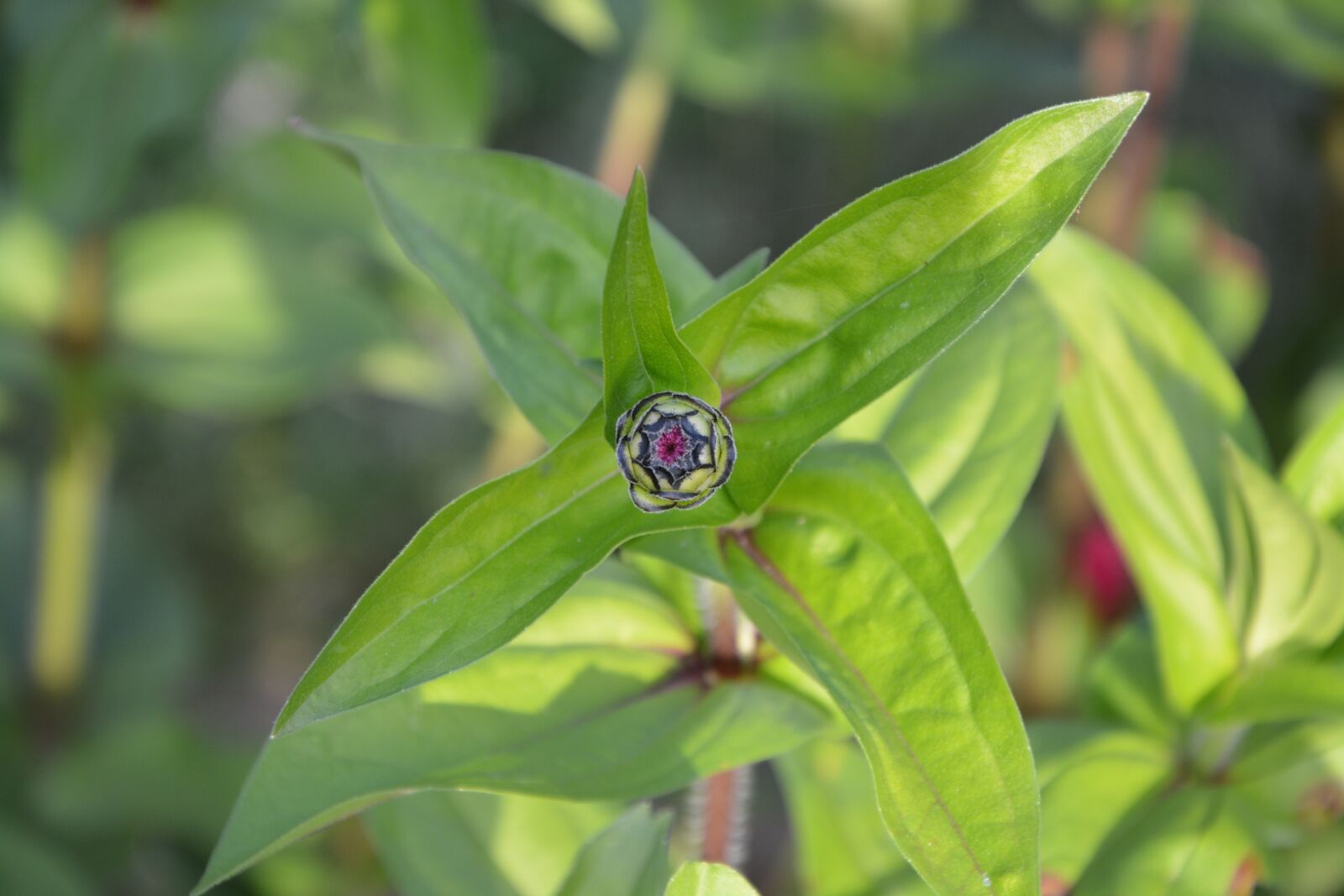 Nikon D5200 sample photo. Flower bud, button, foliage photography