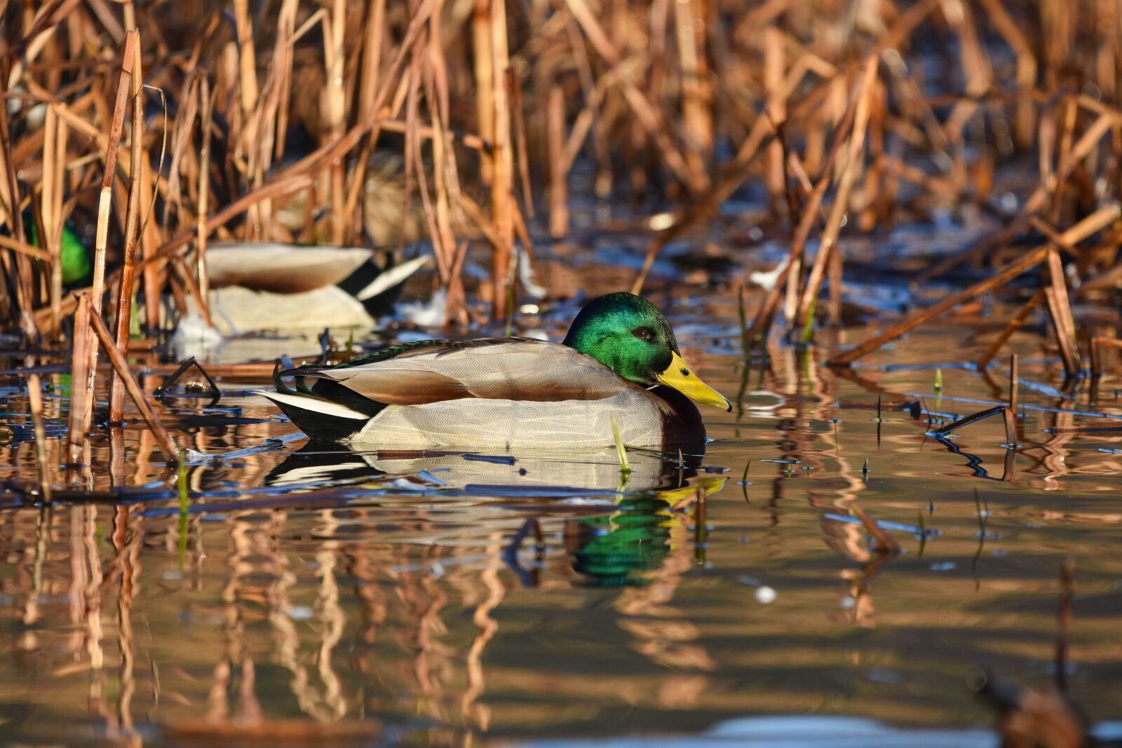 Nikon D7200 sample photo. Animal, pond, water photography