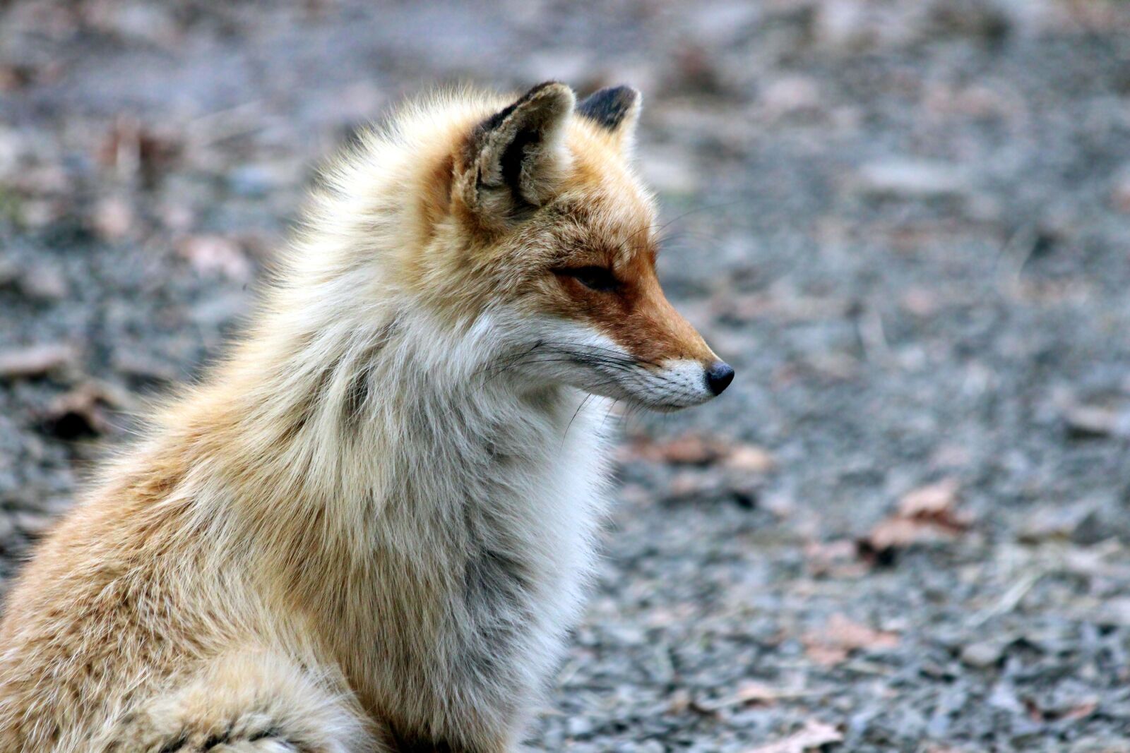Canon EOS 650D (EOS Rebel T4i / EOS Kiss X6i) sample photo. Fox, the red fox photography