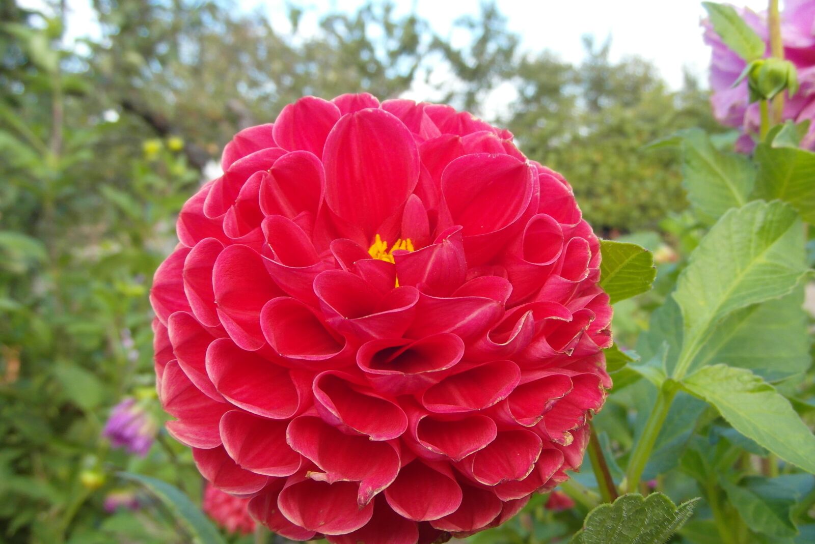 Samsung WB750 sample photo. Dalia, flower, red photography