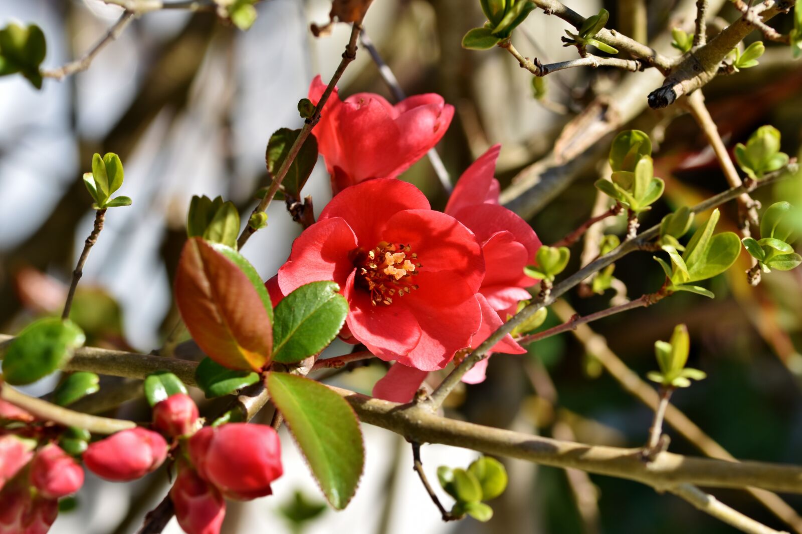 Nikon D7200 sample photo. Ornamental quince, bush, chaenomeles photography