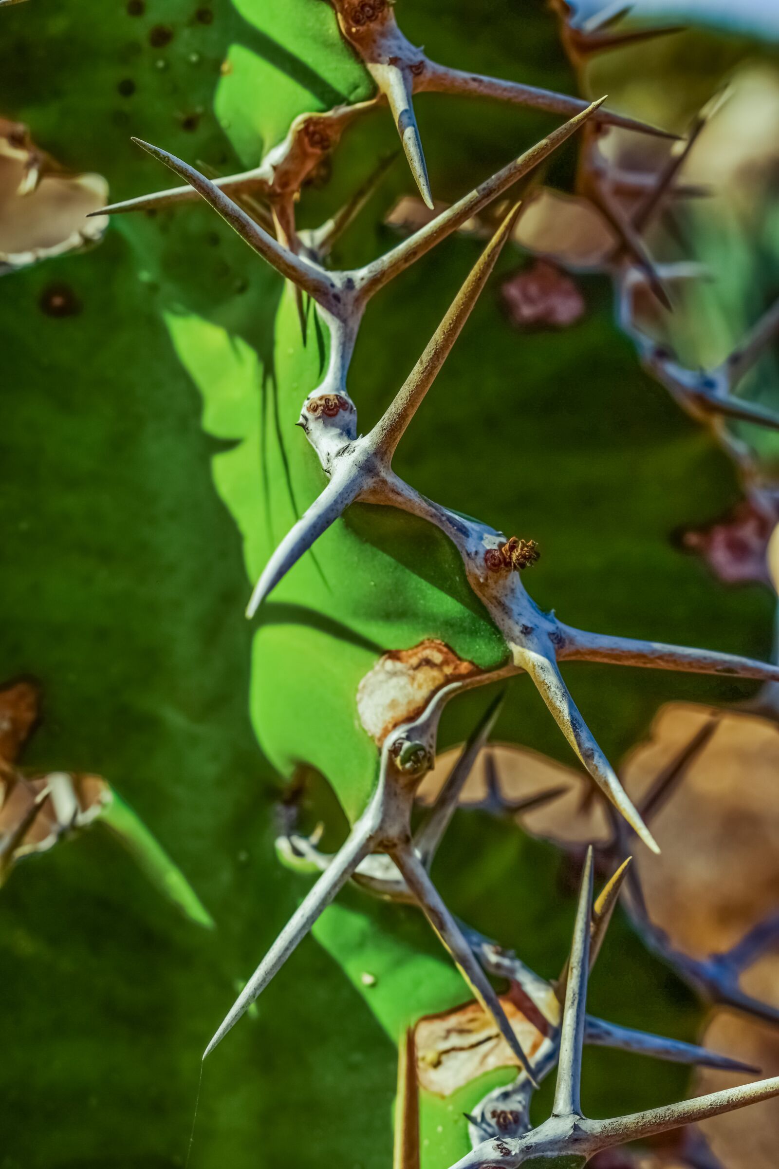 Nikon D3300 sample photo. Cactus, thorns, plant photography