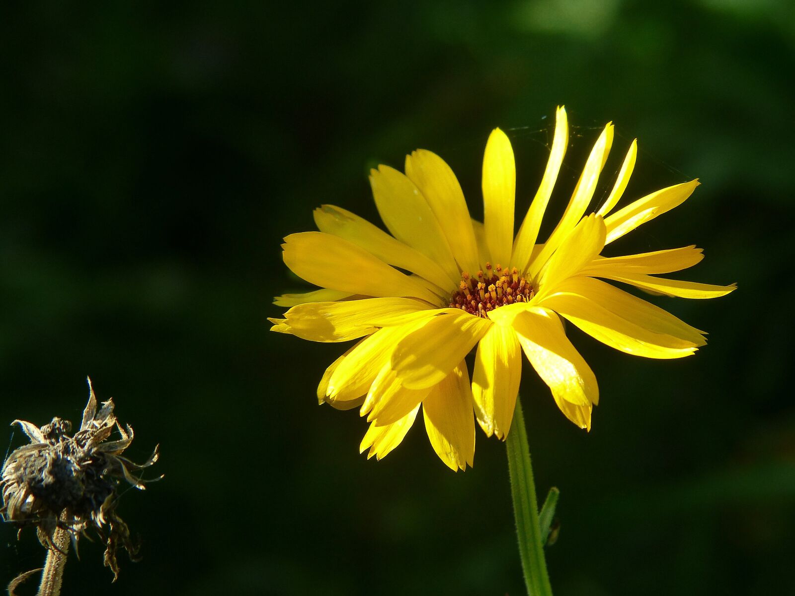 Panasonic Lumix DMC-FZ200 sample photo. Marigold, calendula, flower meadow photography