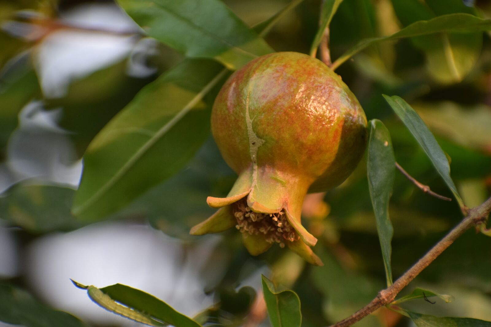 Nikon D3300 sample photo. Fruit, nature, healthy photography