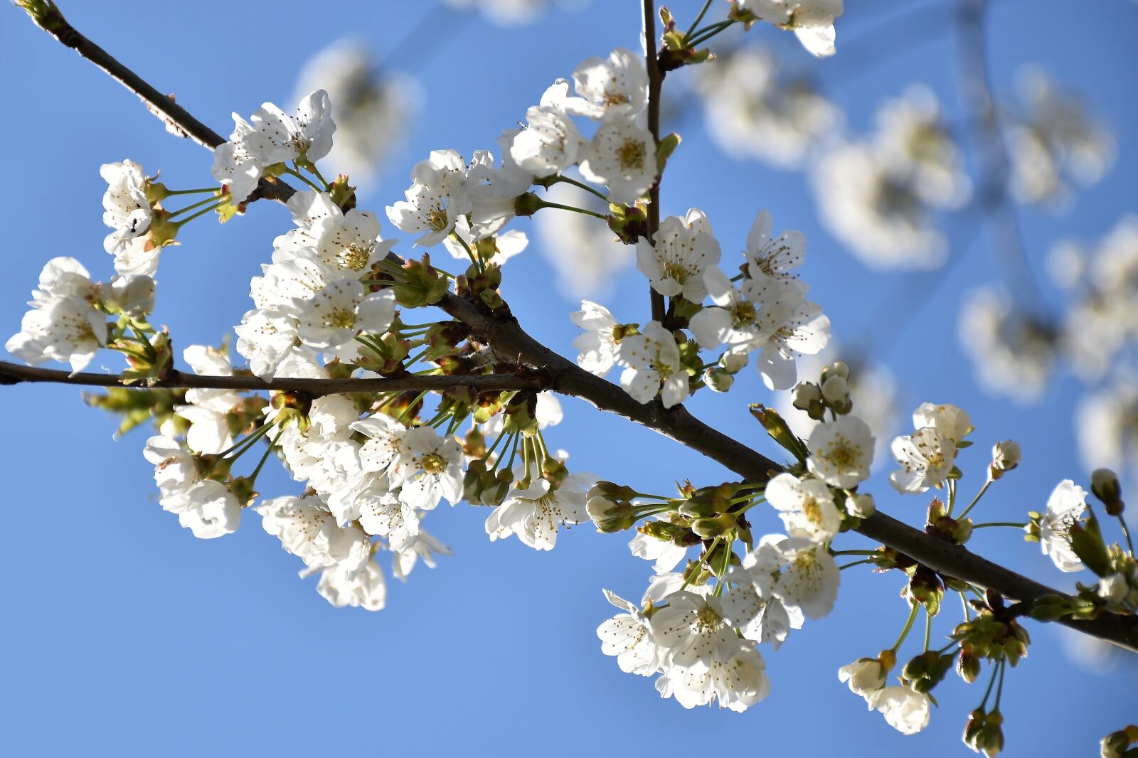 Nikon D5600 sample photo. White flowers, branches, spring photography