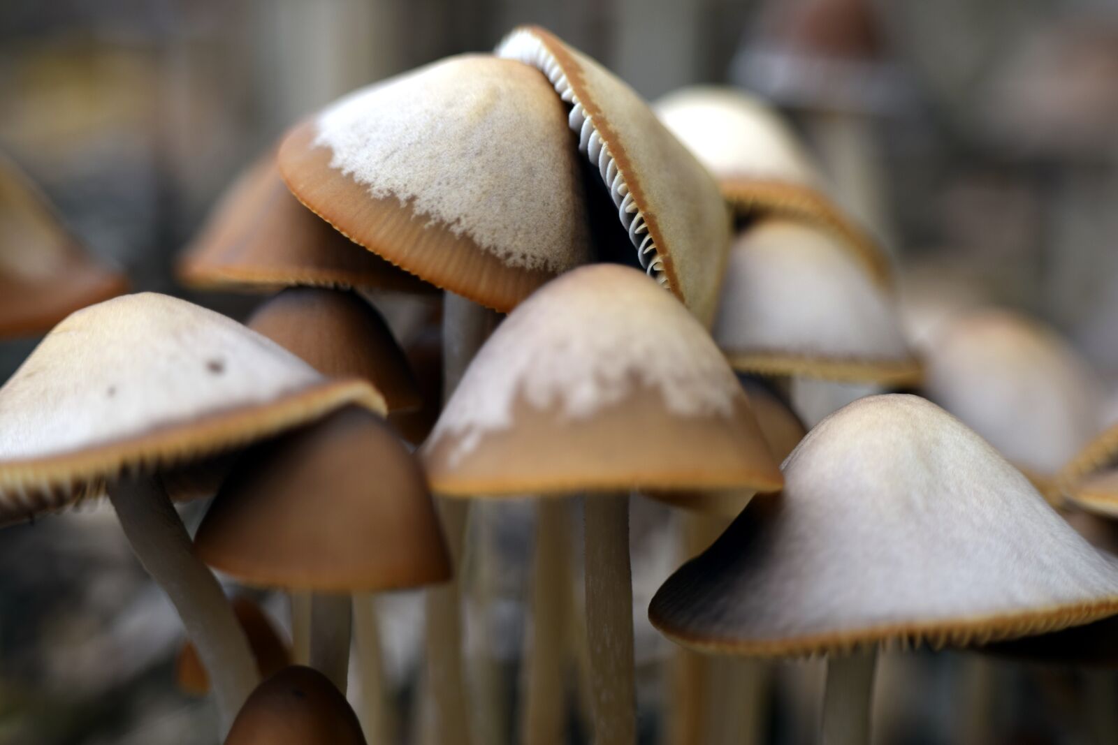 Nikon D5300 sample photo. Mushrooms, autumn, ground photography