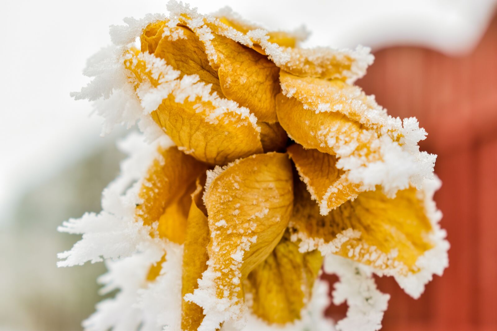 Nikon D5600 sample photo. Rose, frozen, winter photography
