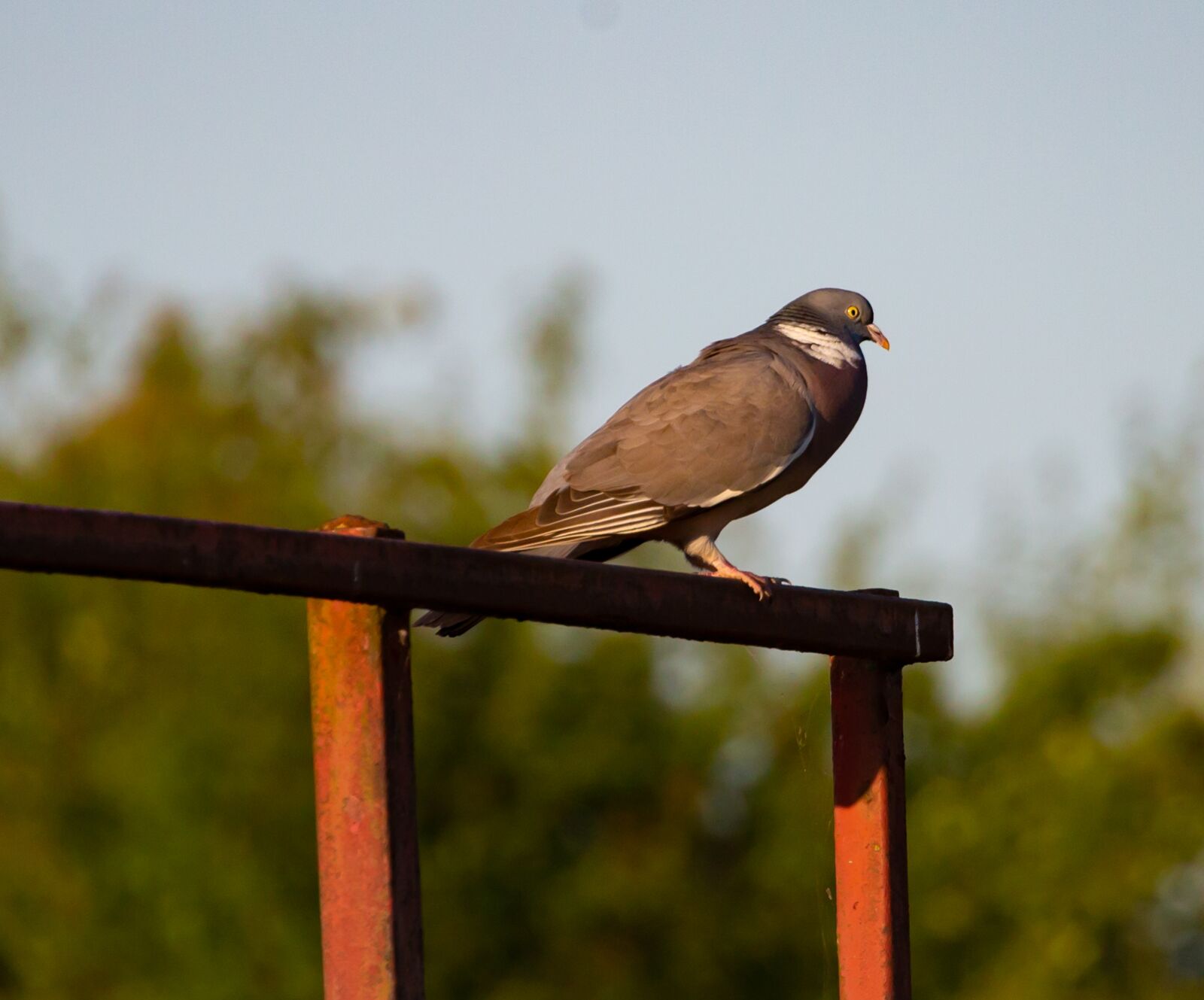 Canon EOS 5D Mark III sample photo. Pigeon, wood pigeon, dove photography